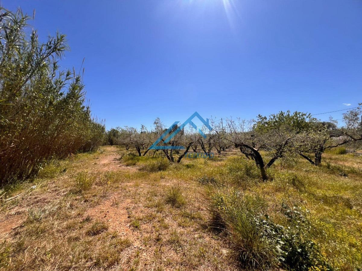 EN VENTA FINCA RUSTICA EN VINYOLS I ELS ARCS CON 80 OLIVOS.