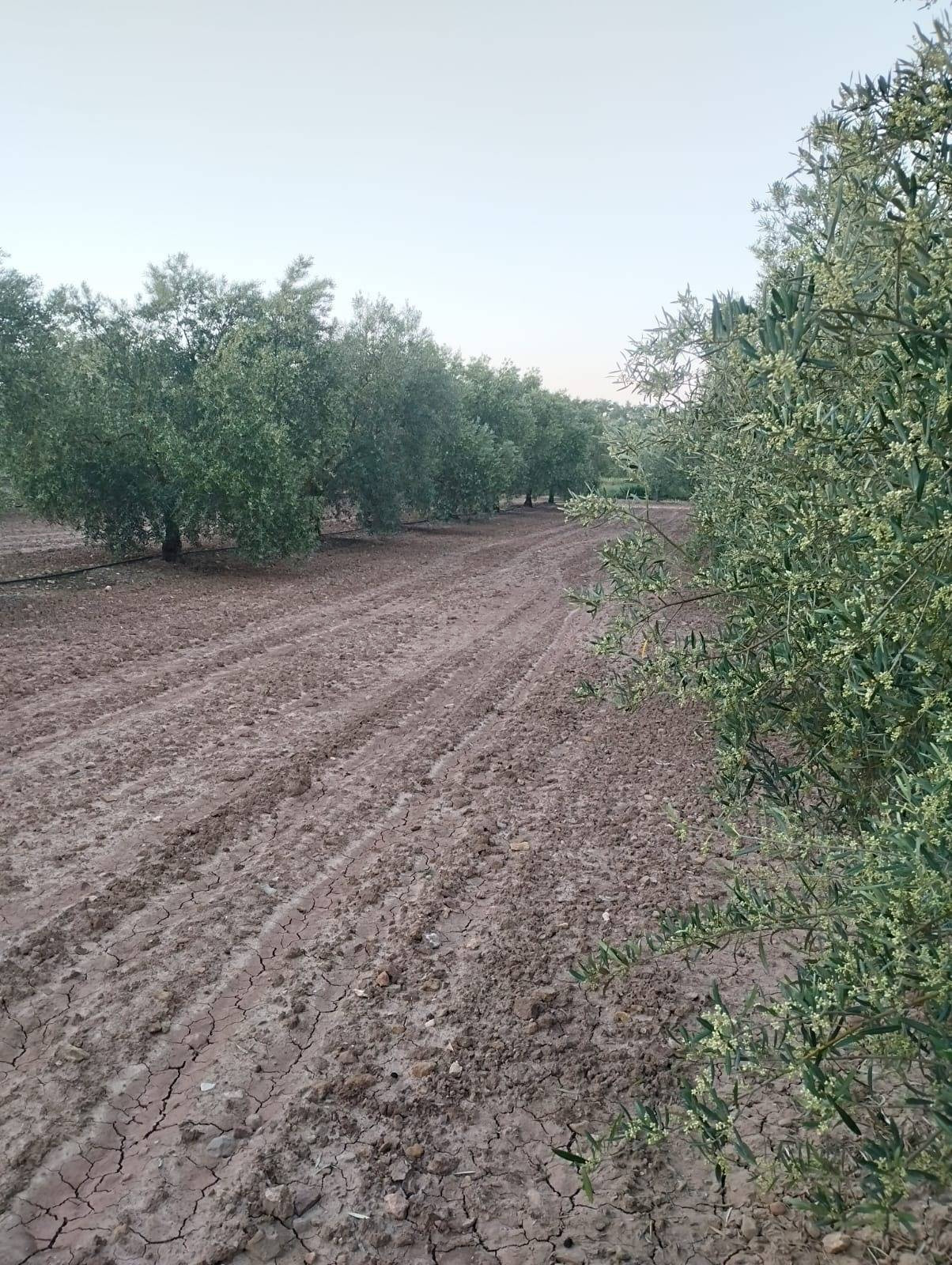 FINCA DE OLIVOS