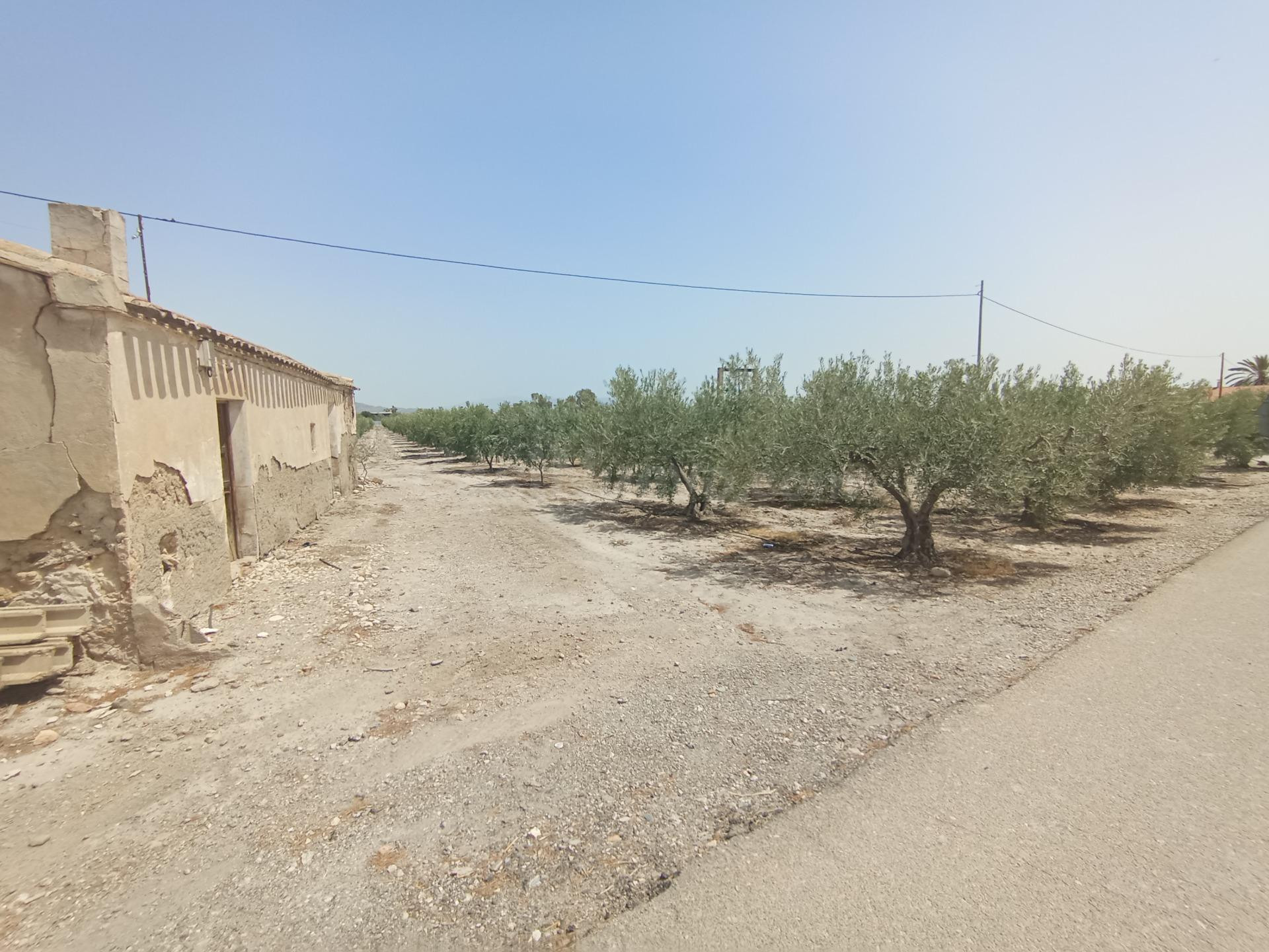 Casa de campo para reformar con 500 olivos en plena producción