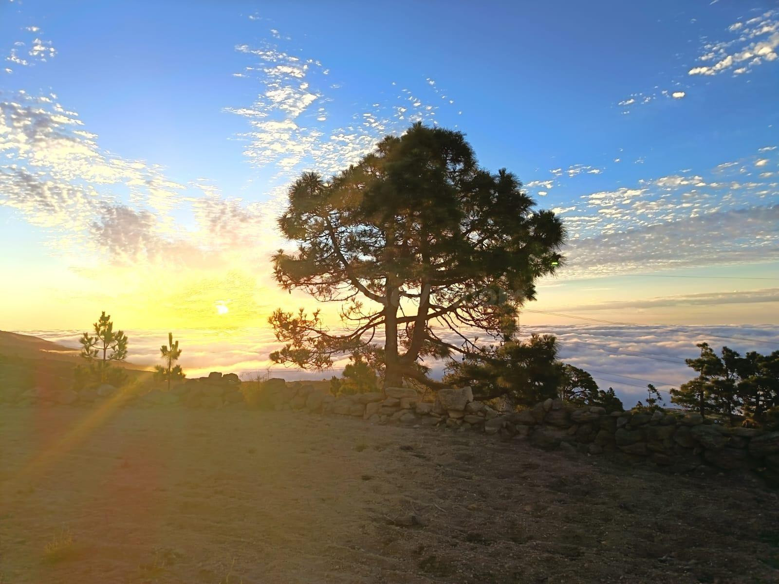 Finca del cielo, en Arico