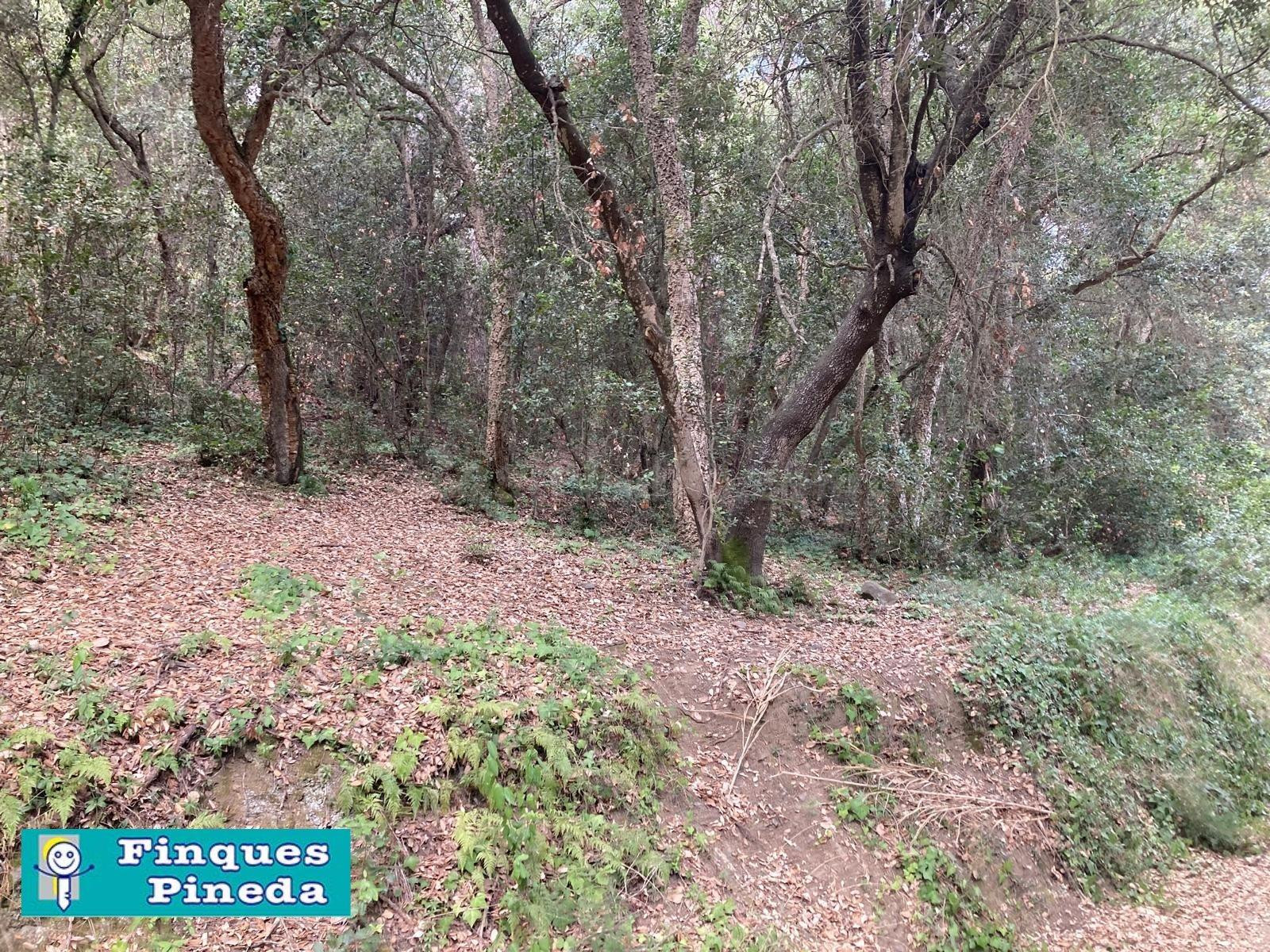 Finca Rústica en Santa Susanna