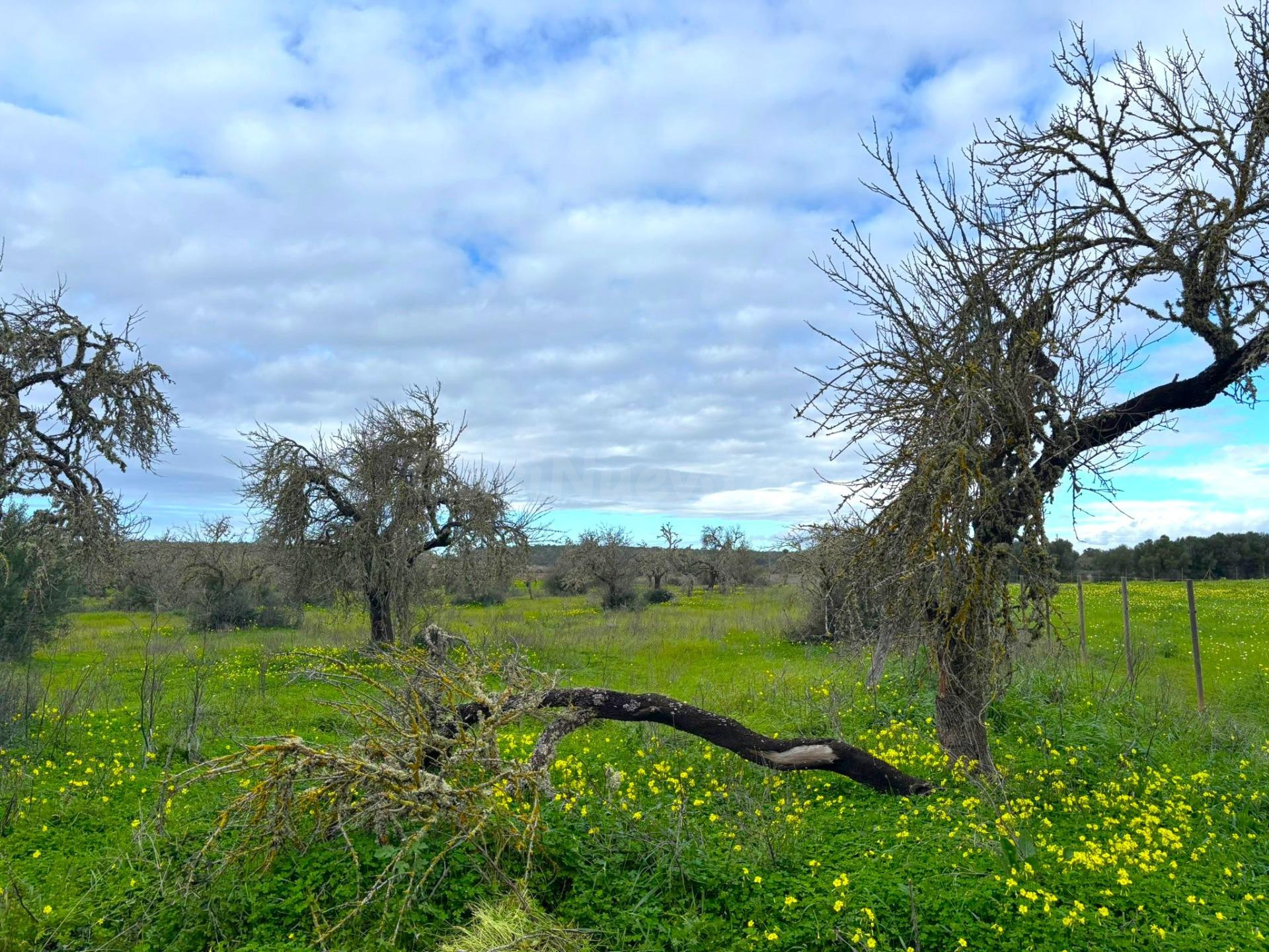 Oportunidad única en el corazón del sur de Mallorca – Finca rústica edificable entre Campos y Sa Ràpita