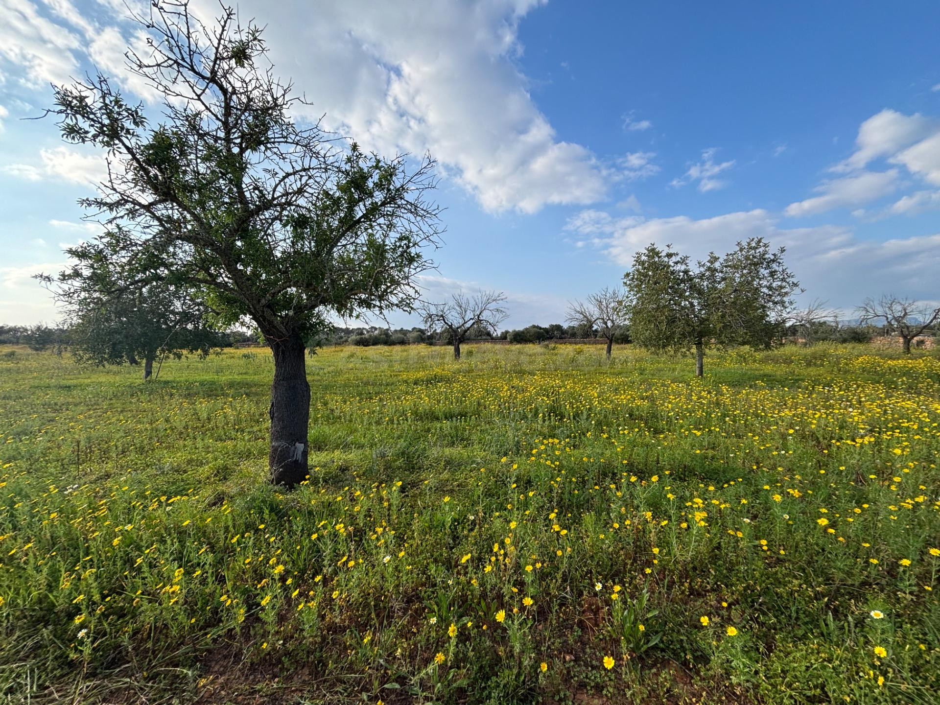 FINCA RUSTICA EN LLUCMAJOR - CALA PI