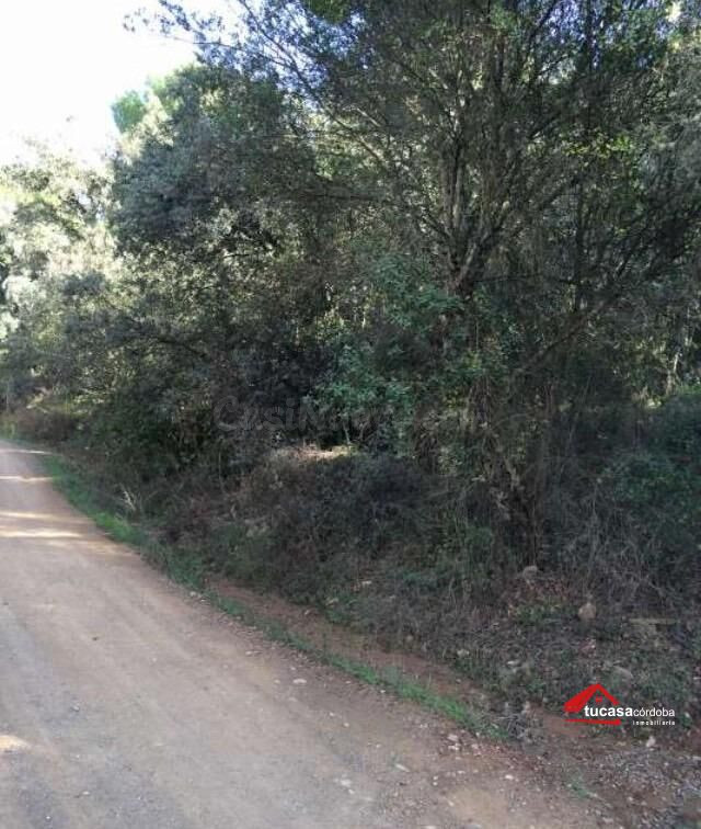 Terreno rústico en Trassierra (Próximo a Baños de Popea): 6.400 m2 de libertad y proyección
