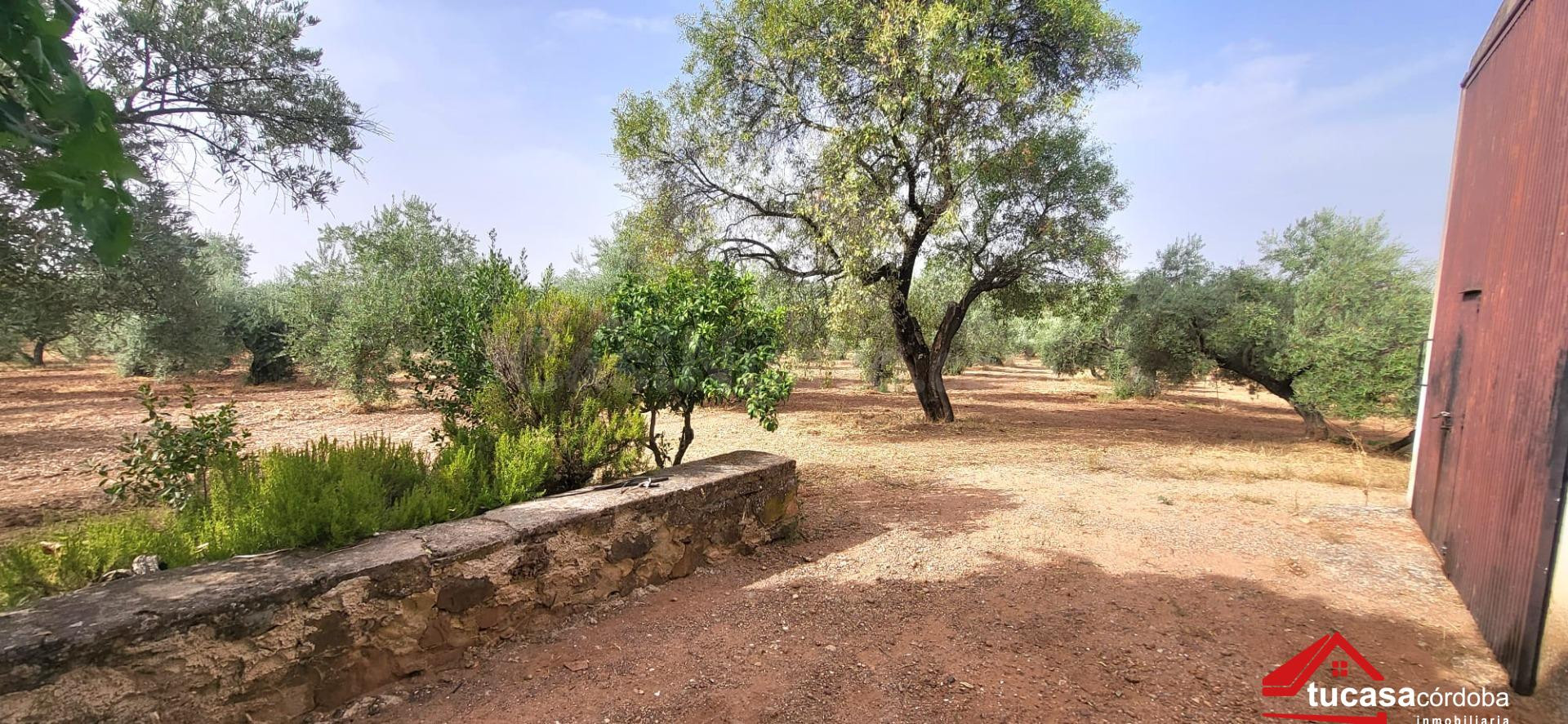 FINCA OLIVAR EN MONTORO: PRODUCCIÓN, RENTABILIDAD Y GRANDES POSIBILIDADES