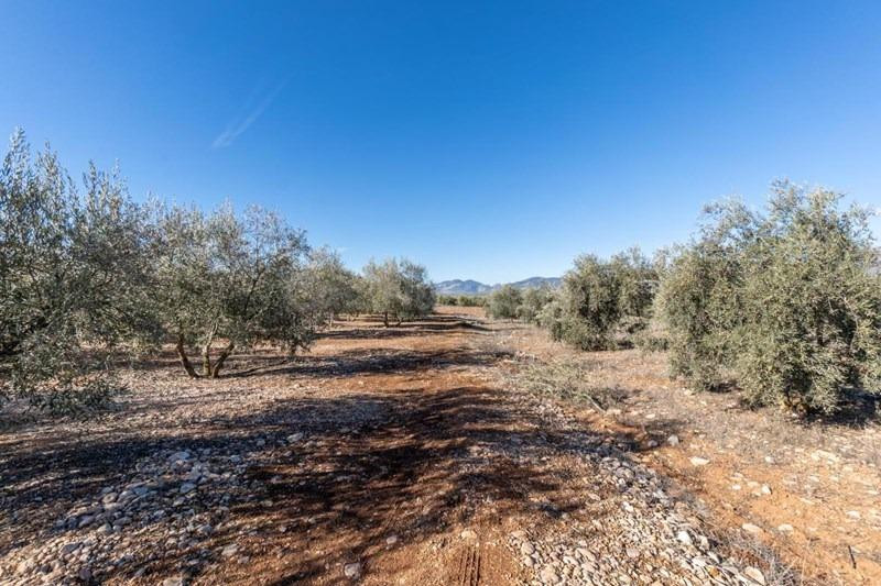 Olivar en venta