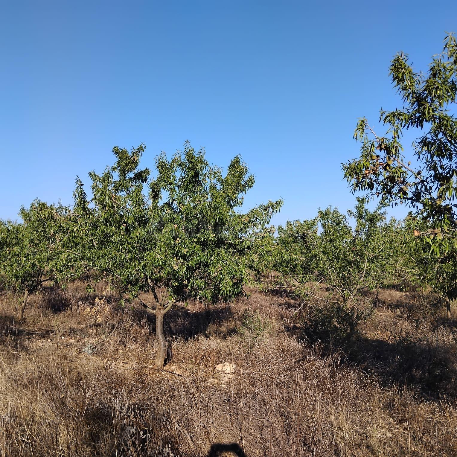 Preciosa Finca de regadio con pozo y 500 almendros!