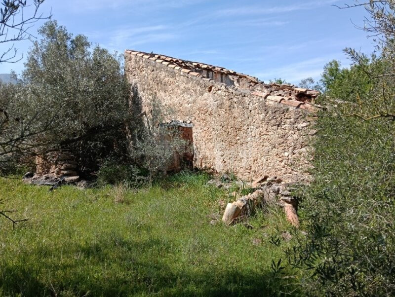 finca plana de olivos con casa de piedra para rehabilitar y agua de pozo