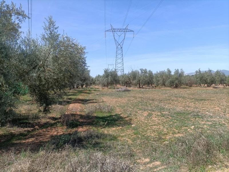 Finca rústica en venta