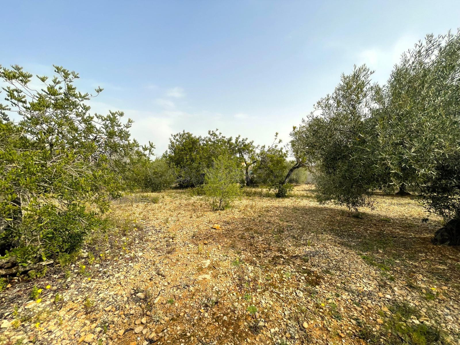 FINCA RÚSTICA LA RÀPITA