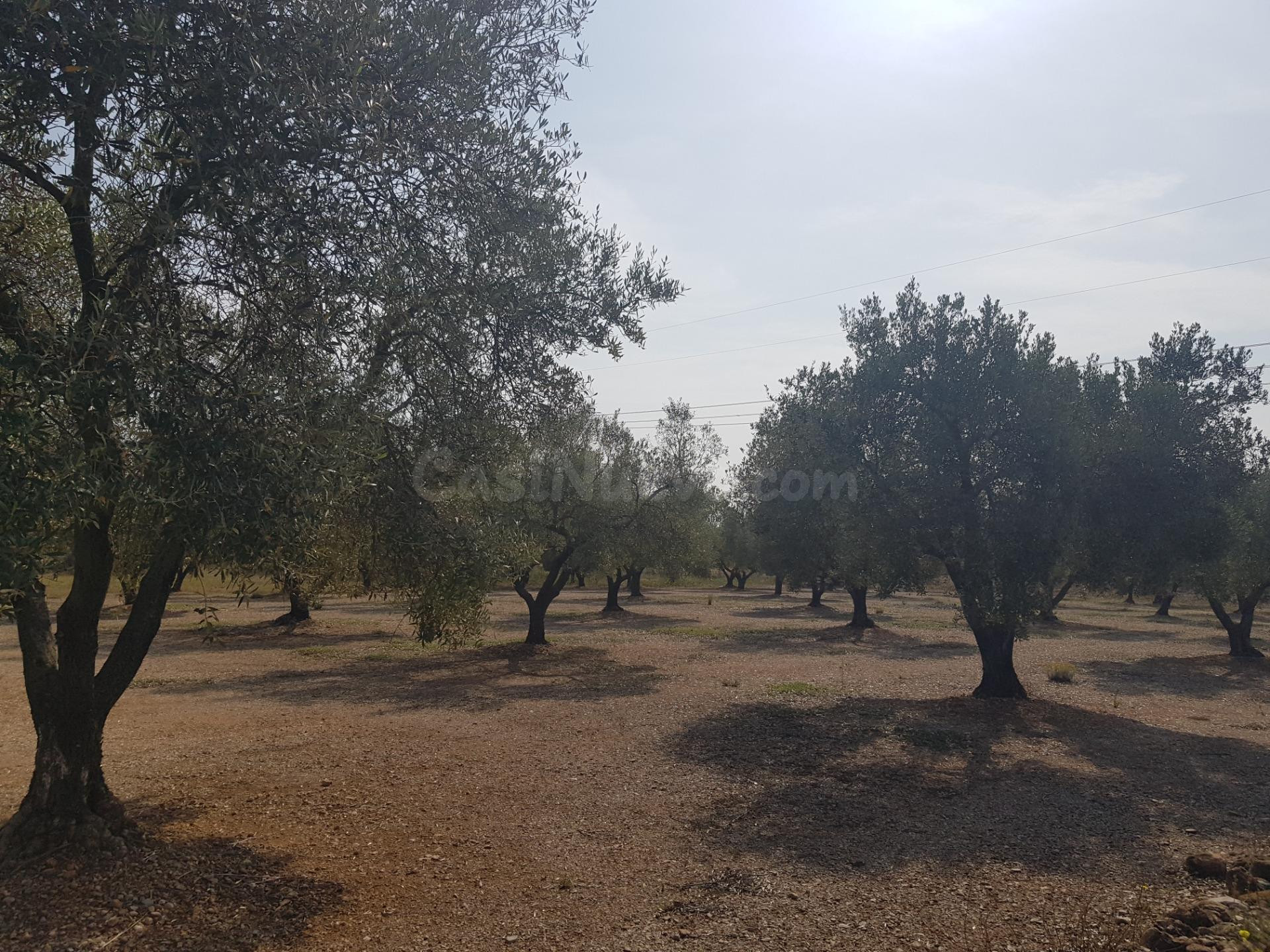 LA GALERA FINCA CON AGUA Y CASA 15m2 AMPLIABLES A 40 m2
