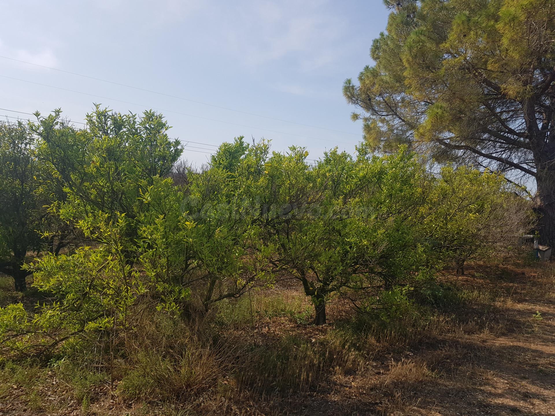 FINCA EN LA GALERA