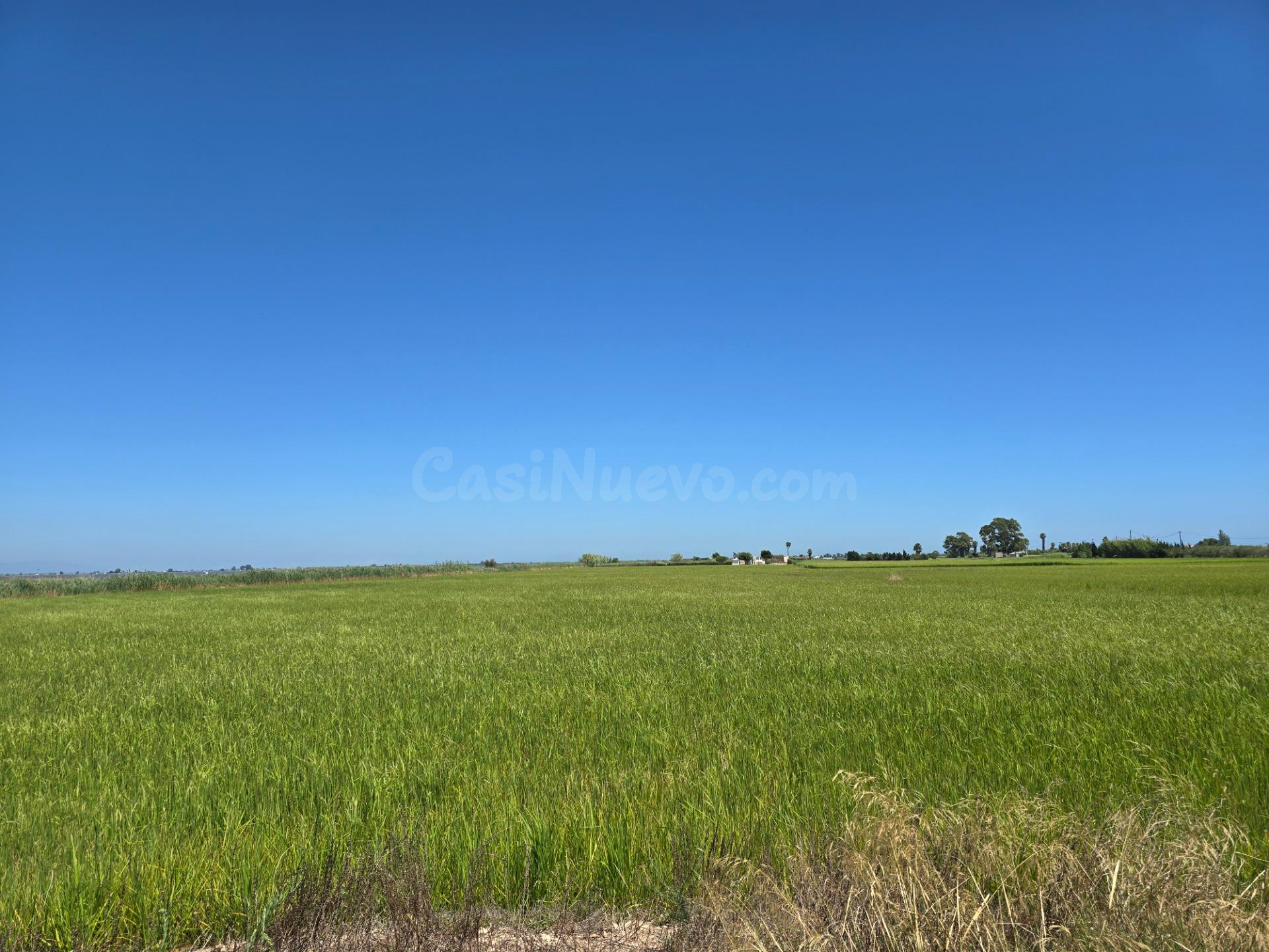 FINCA DE ARROZ EN ENCANYISSADA