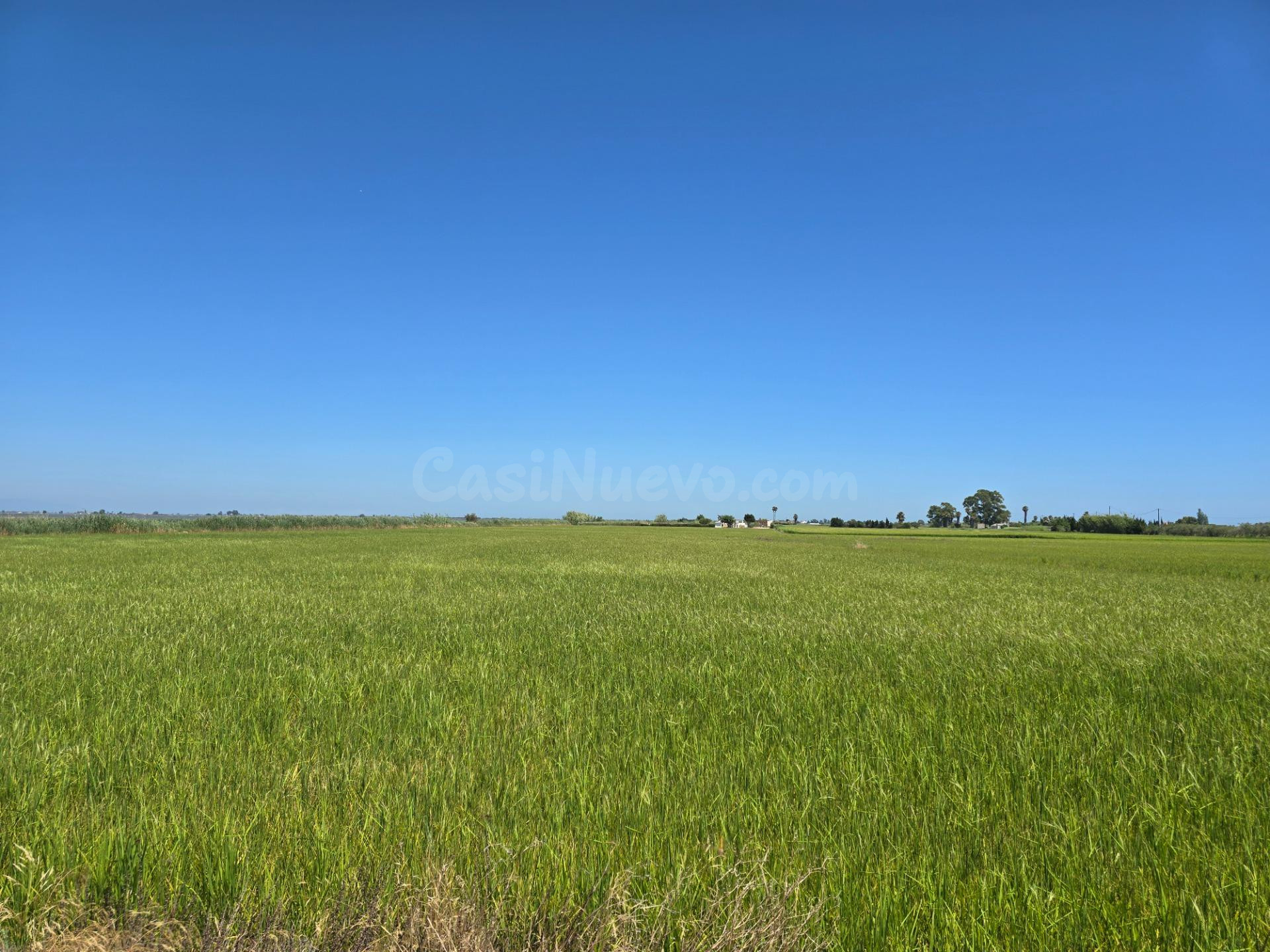 FINCA DE ARROZ