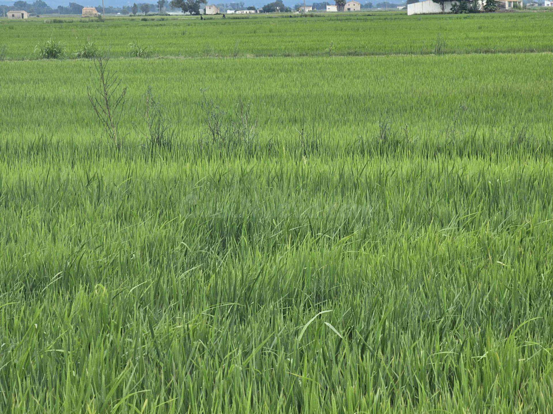 Finca de arroz en la partida de  Panissos, Amposta