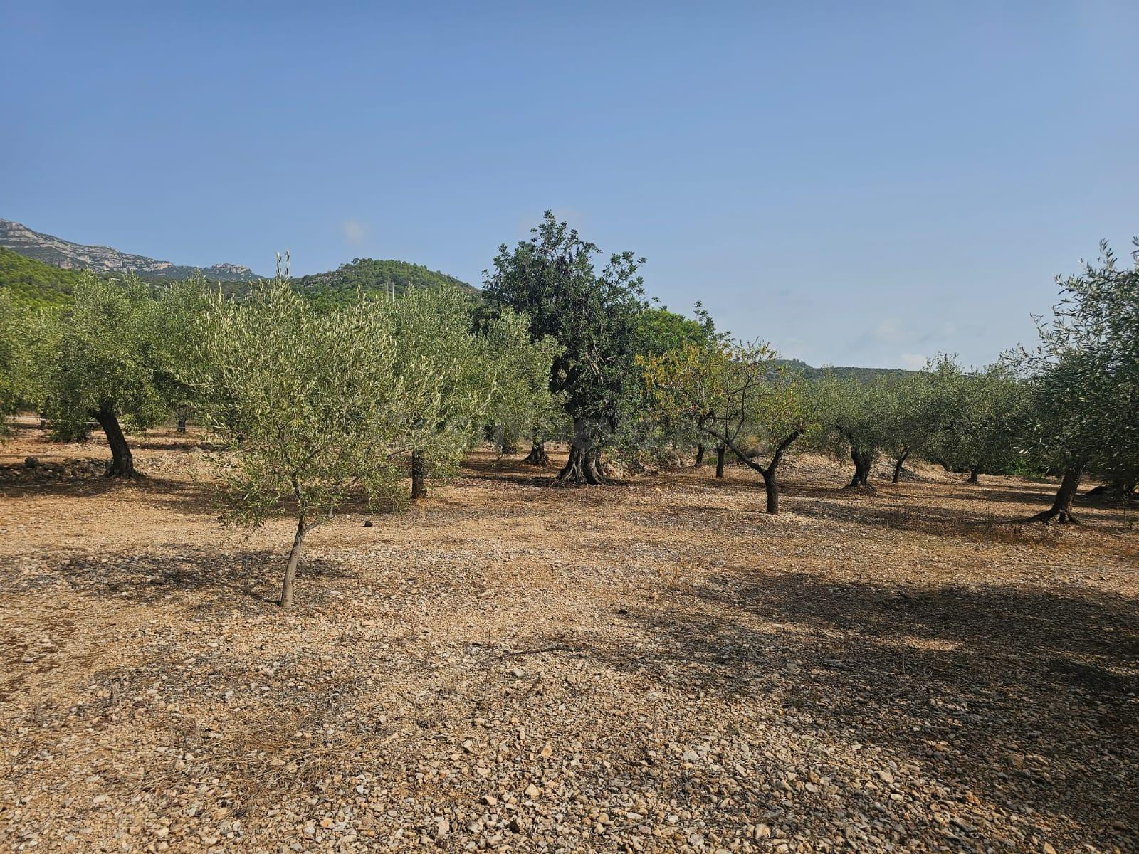 TERENO RUSTICO