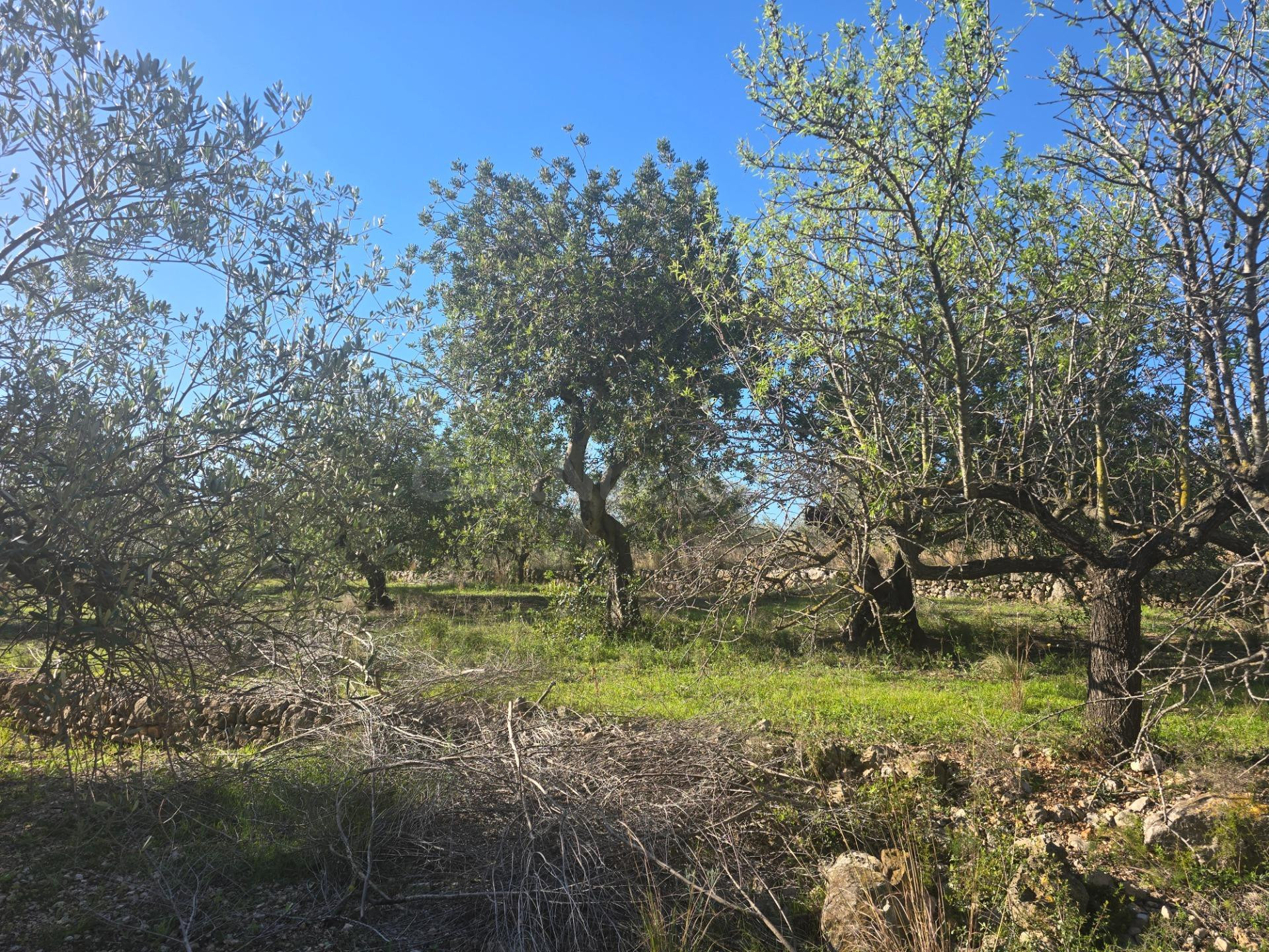 FINCA CON OLIVOS
