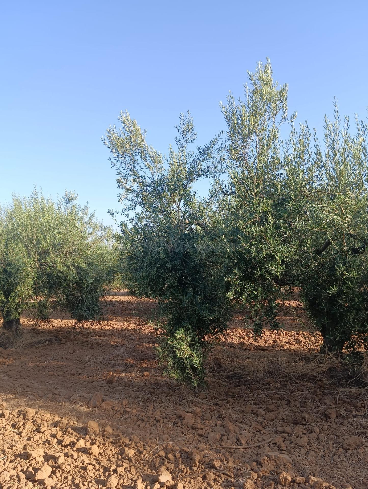 Terreno rural en venta - Centro