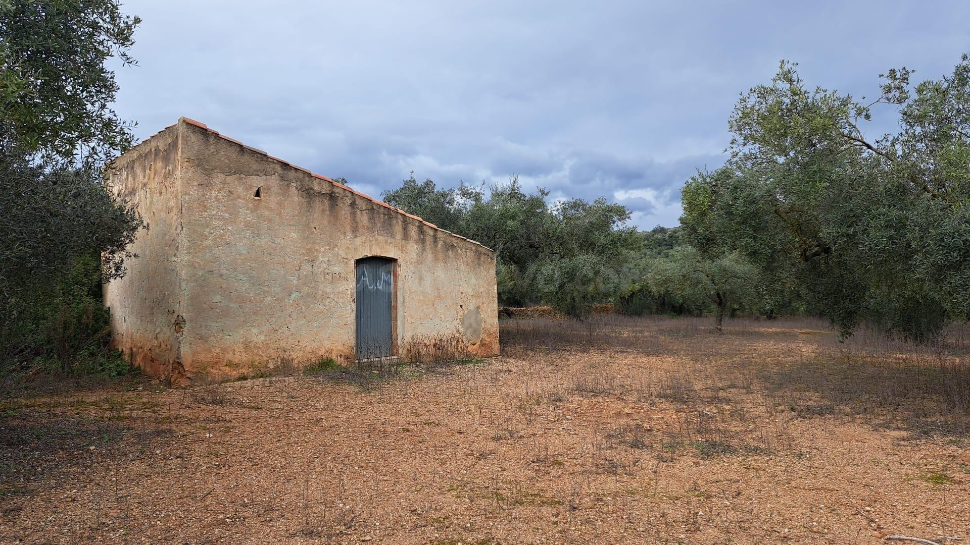 FINCA RÚSTICA DE OLIVOS EN PRODUCCIÓN EN FREGINALS (TARRAGONA) – CON AGUA DE RIEGO Y CASETA DE APEROS