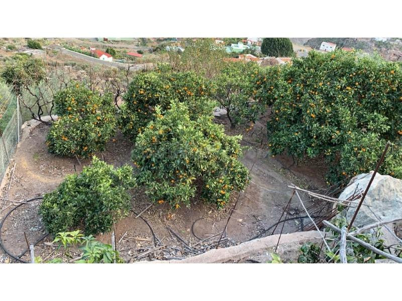 Terreno rústico con árboles frutales en Barranquillo Andrés - foto 3