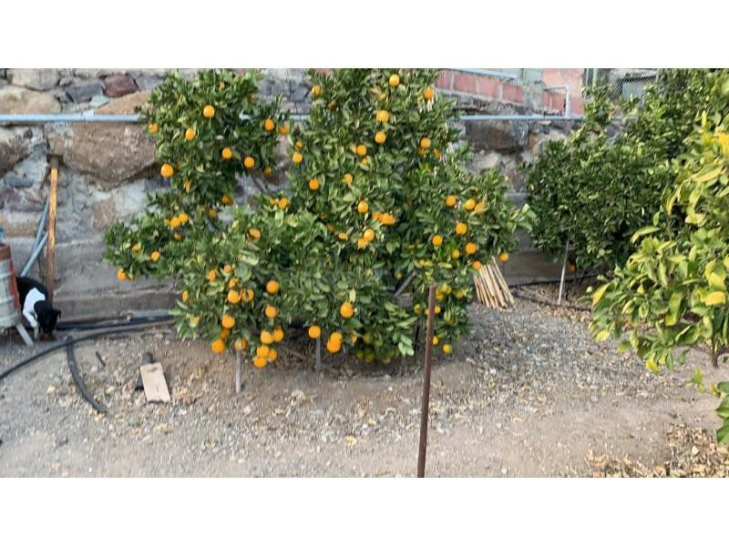 Terreno rústico con árboles frutales en Barranquillo Andrés - foto 4