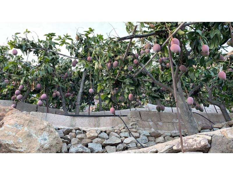 Terreno rústico con árboles frutales en Barranquillo Andrés - foto 5