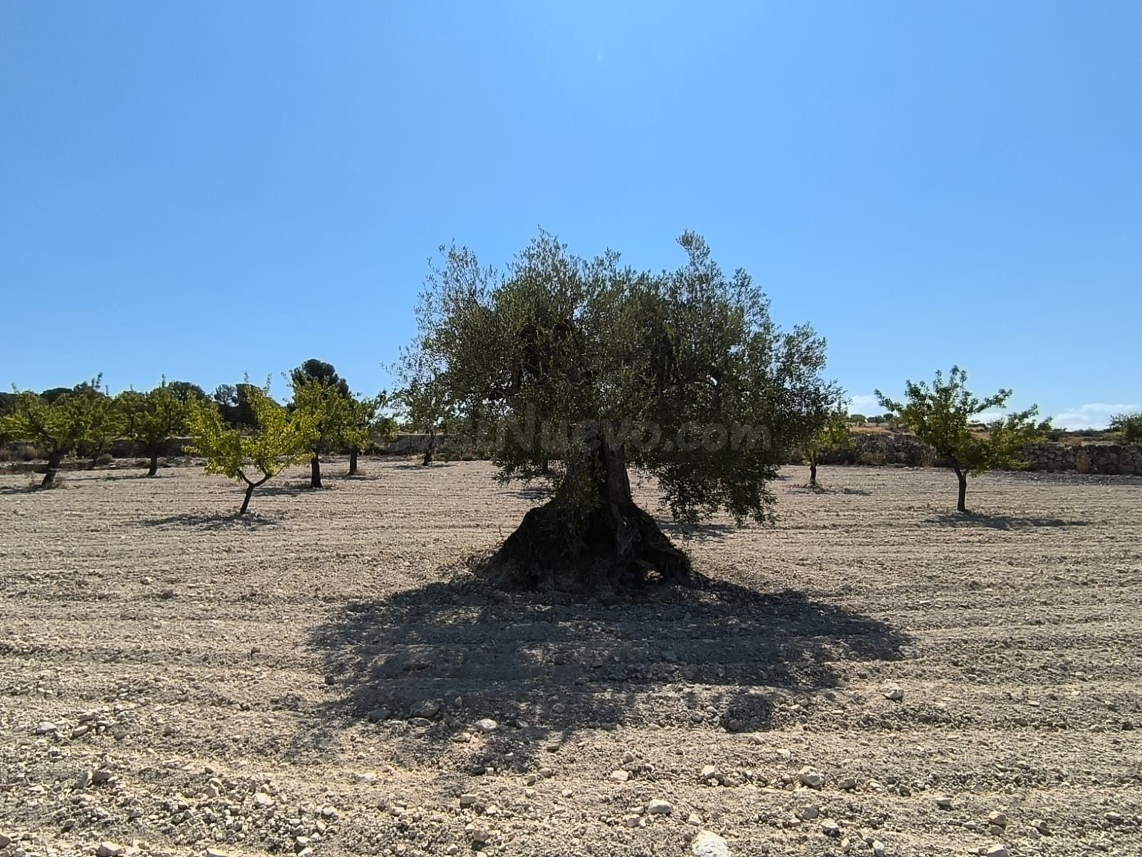 Parcela en venta - Comunidad valenciana