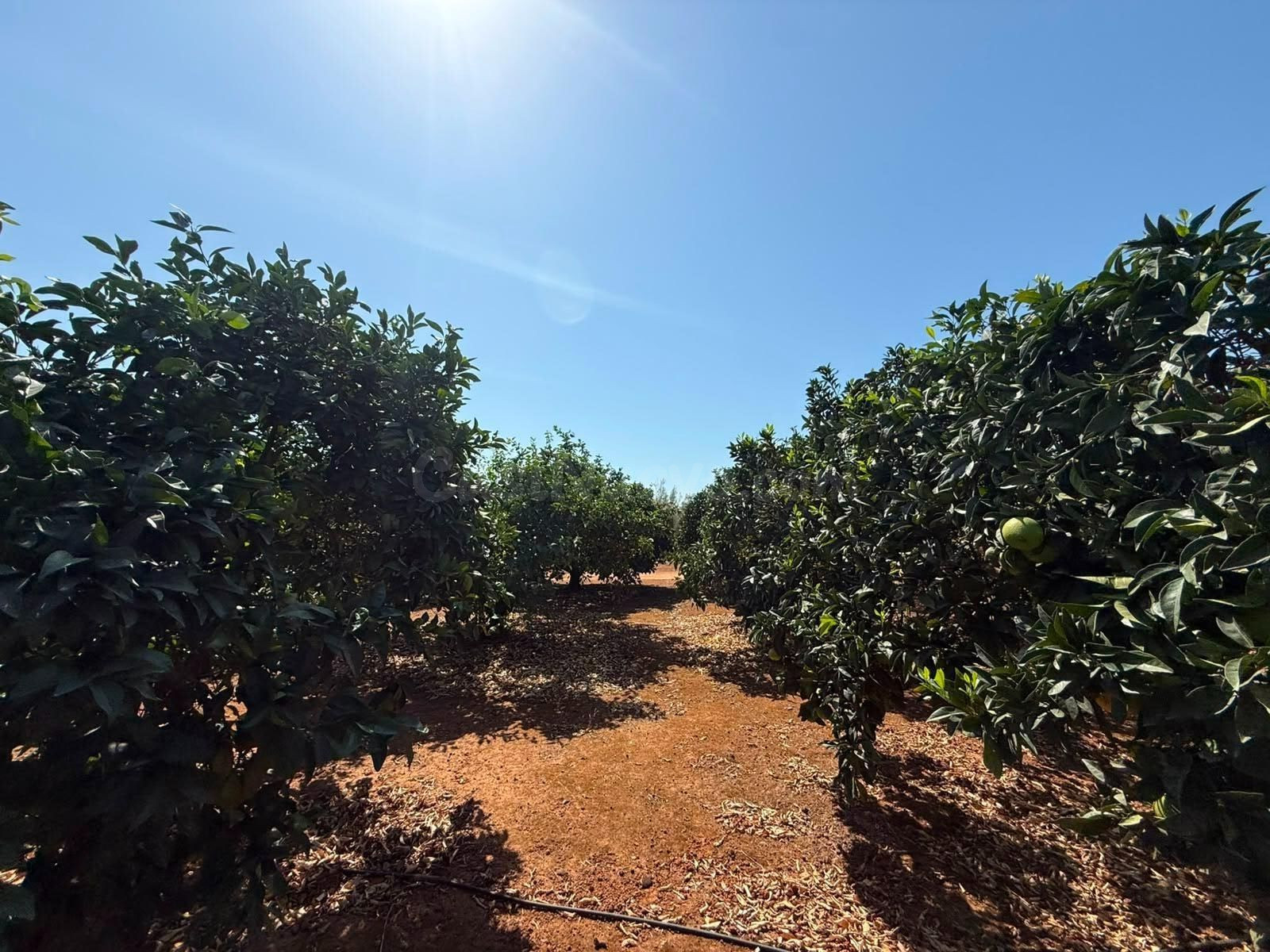 Terreno rural en venta - Andalucia