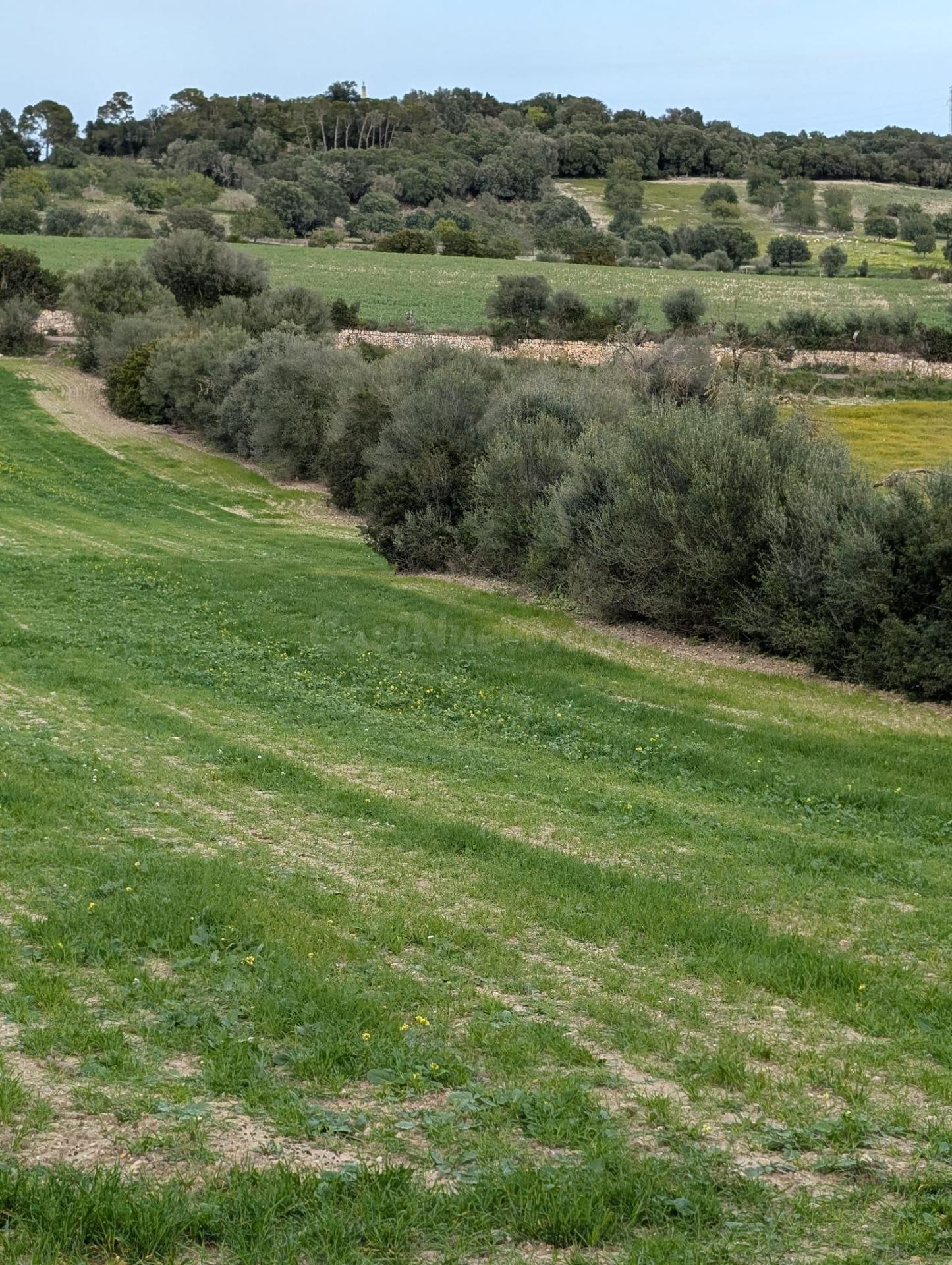 MAGNÍFICO TERRENO RÚSTICO EN LLUBI