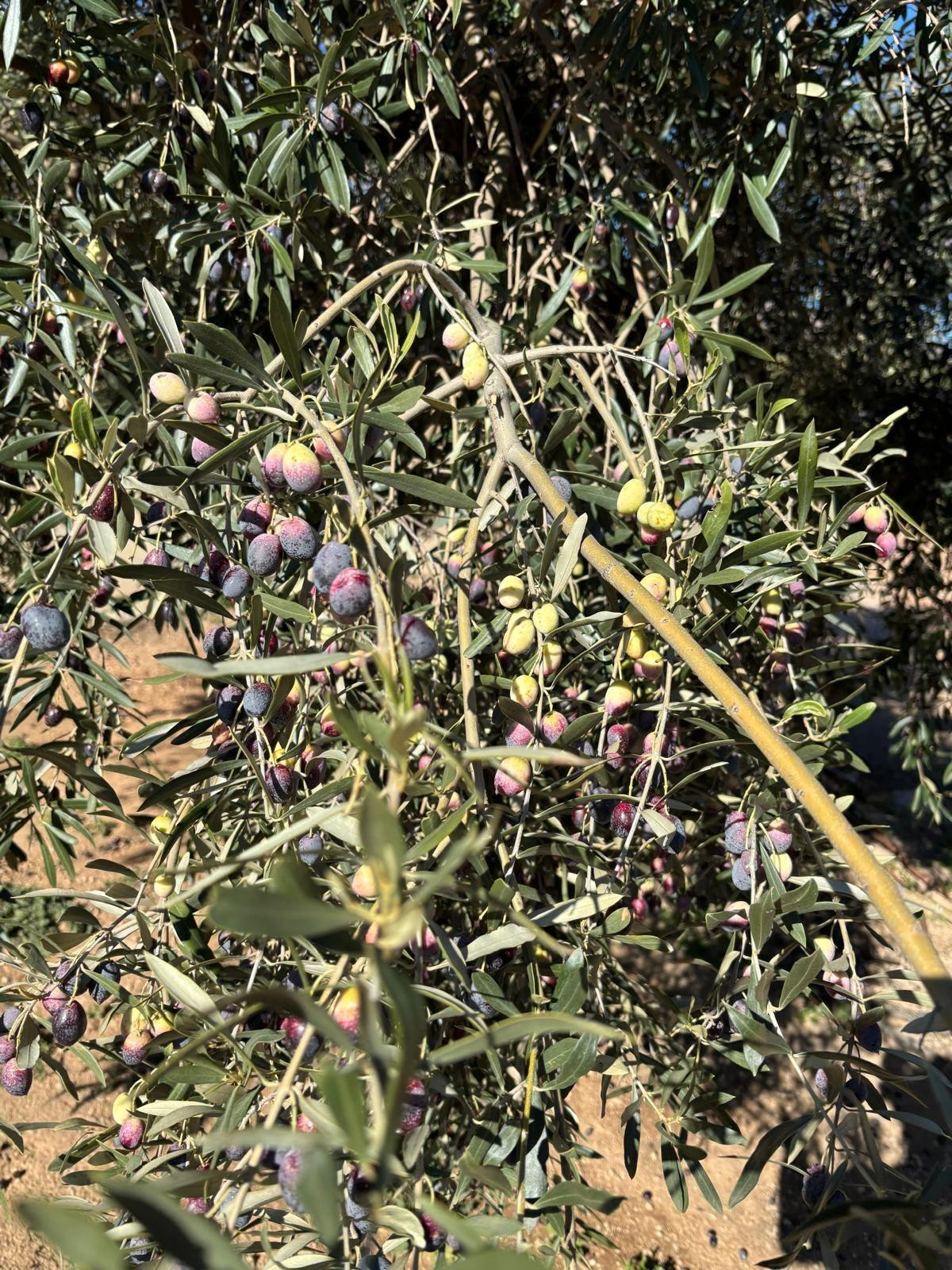 FINCA OLIVOS 15 hect., CASITA RÚSTICA Y ALMACEN AGRÍCOLA
