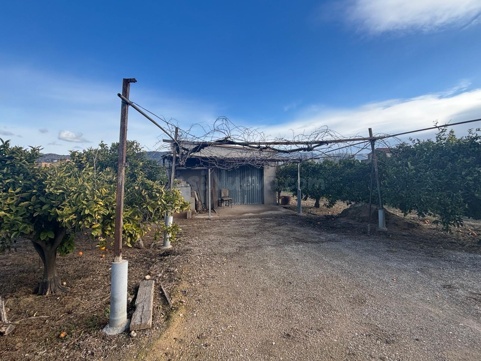 FINCA DE NARANJOS CON ALMACEN AGRÍCOLA EN XERTA