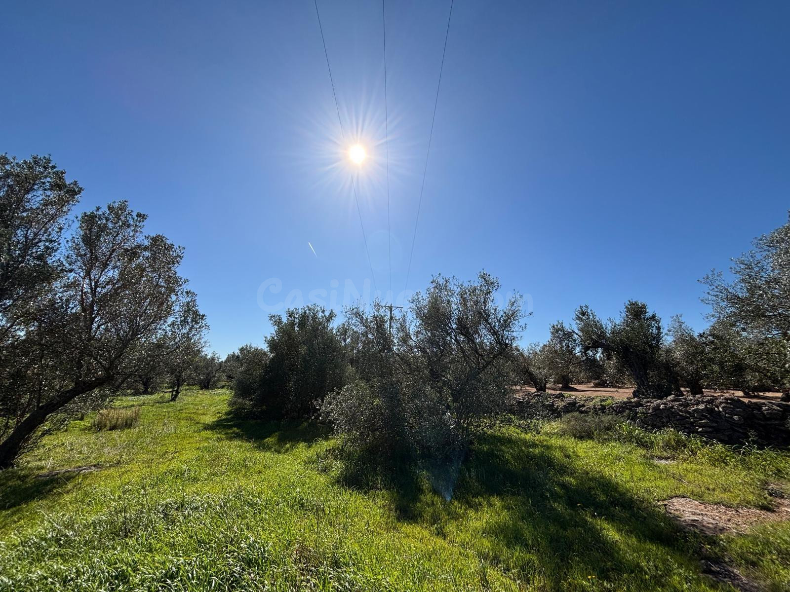 Finca rústica olivos y agua en Roquetes