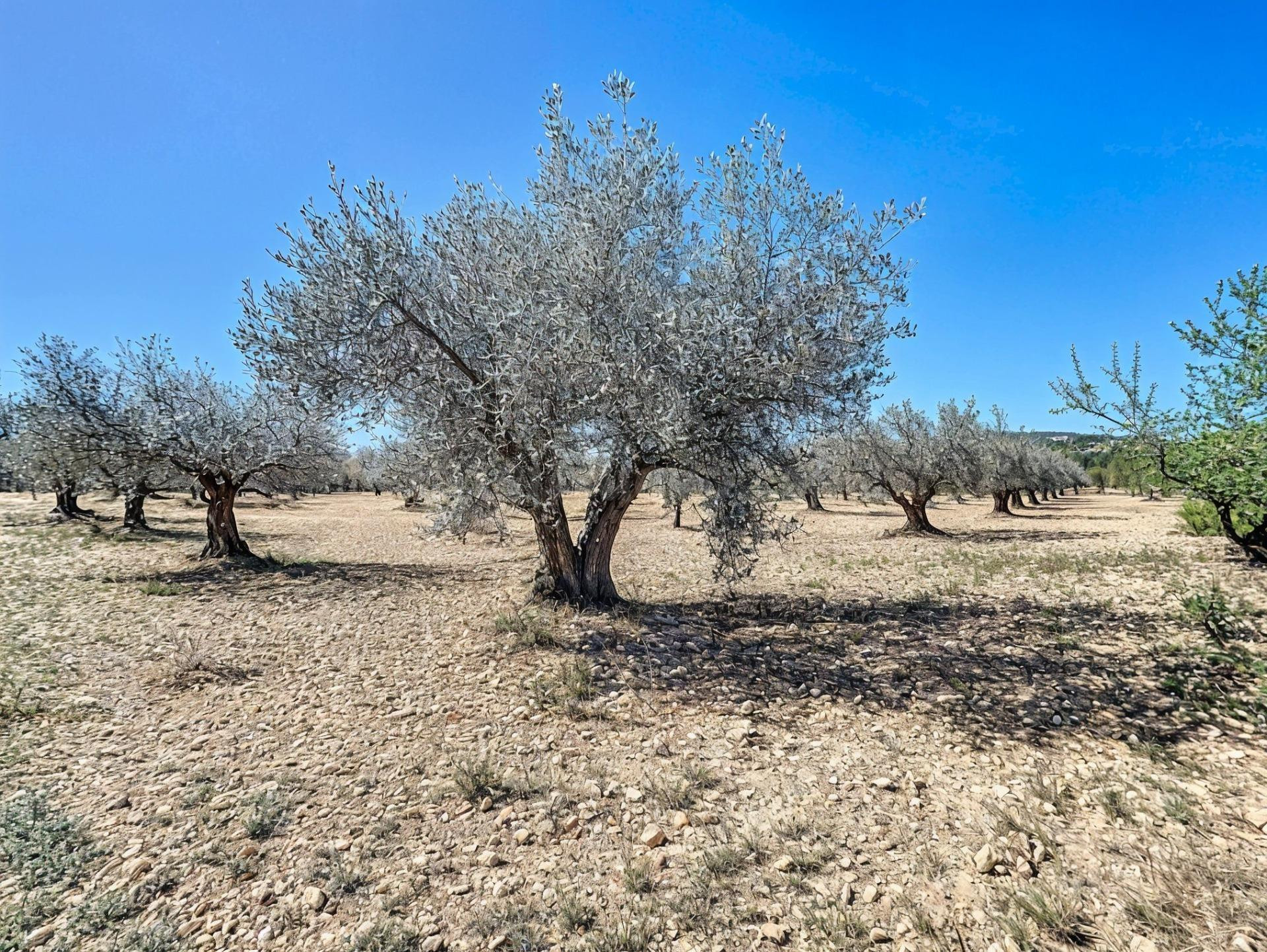 PARCELA DE TIERRA RURAL CON PEQUEÑA PLANTACION DE OLIVOS EN CASTALLA