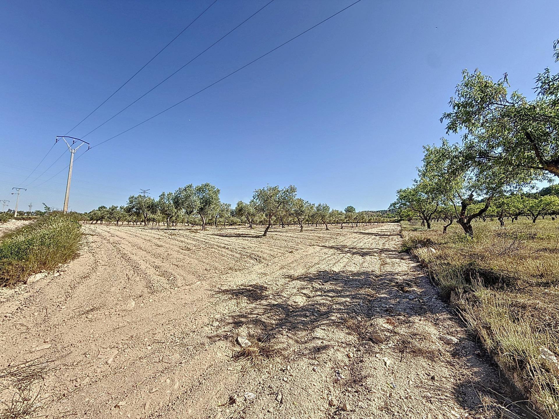 Oportunidad Única en el Puerto de Biar – Finca Rústica de 31.500 m2 con Olivos en Producción