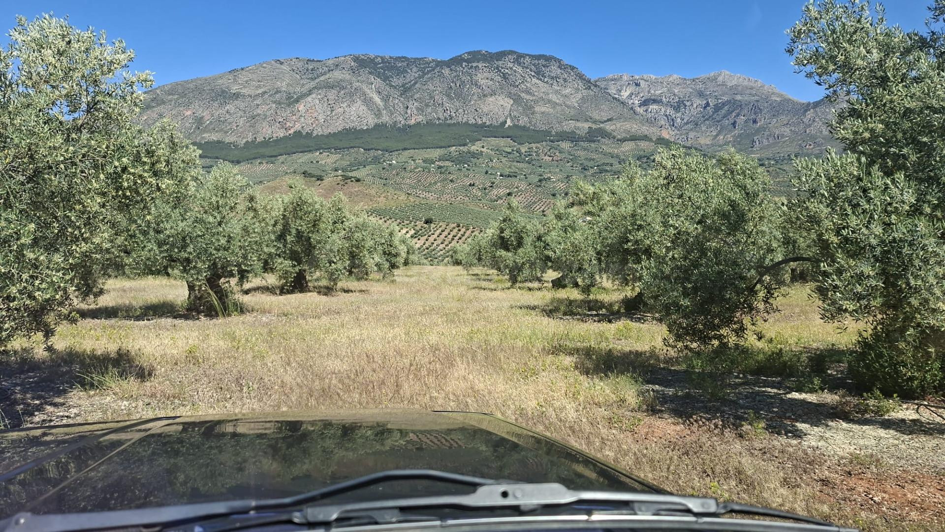 FINCA OLIVAR PEDANÍA SOLERA HUELMA