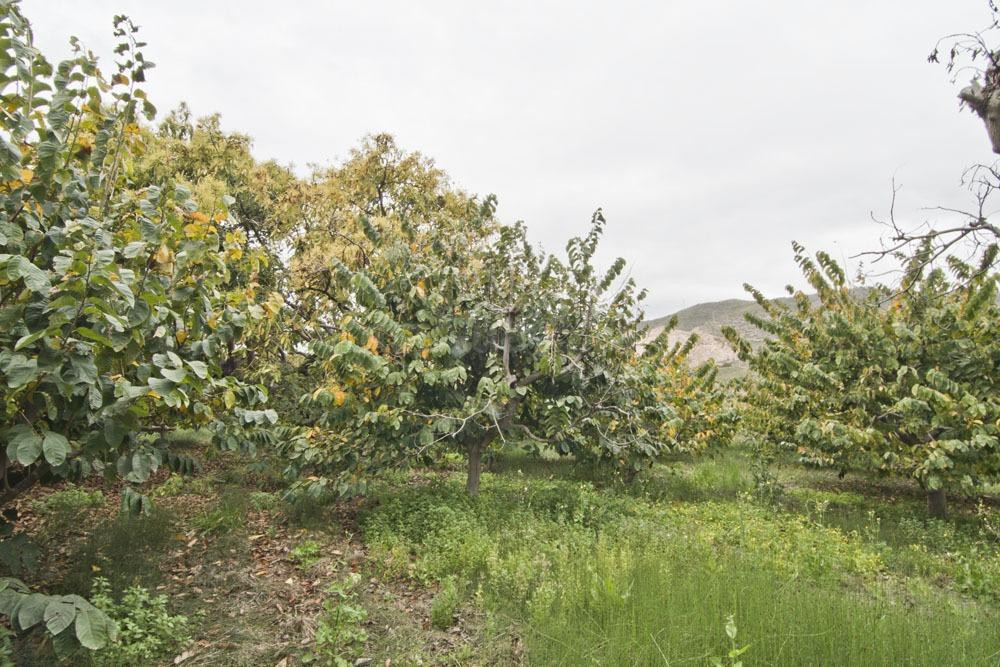 Finca subtropicales en Lobres