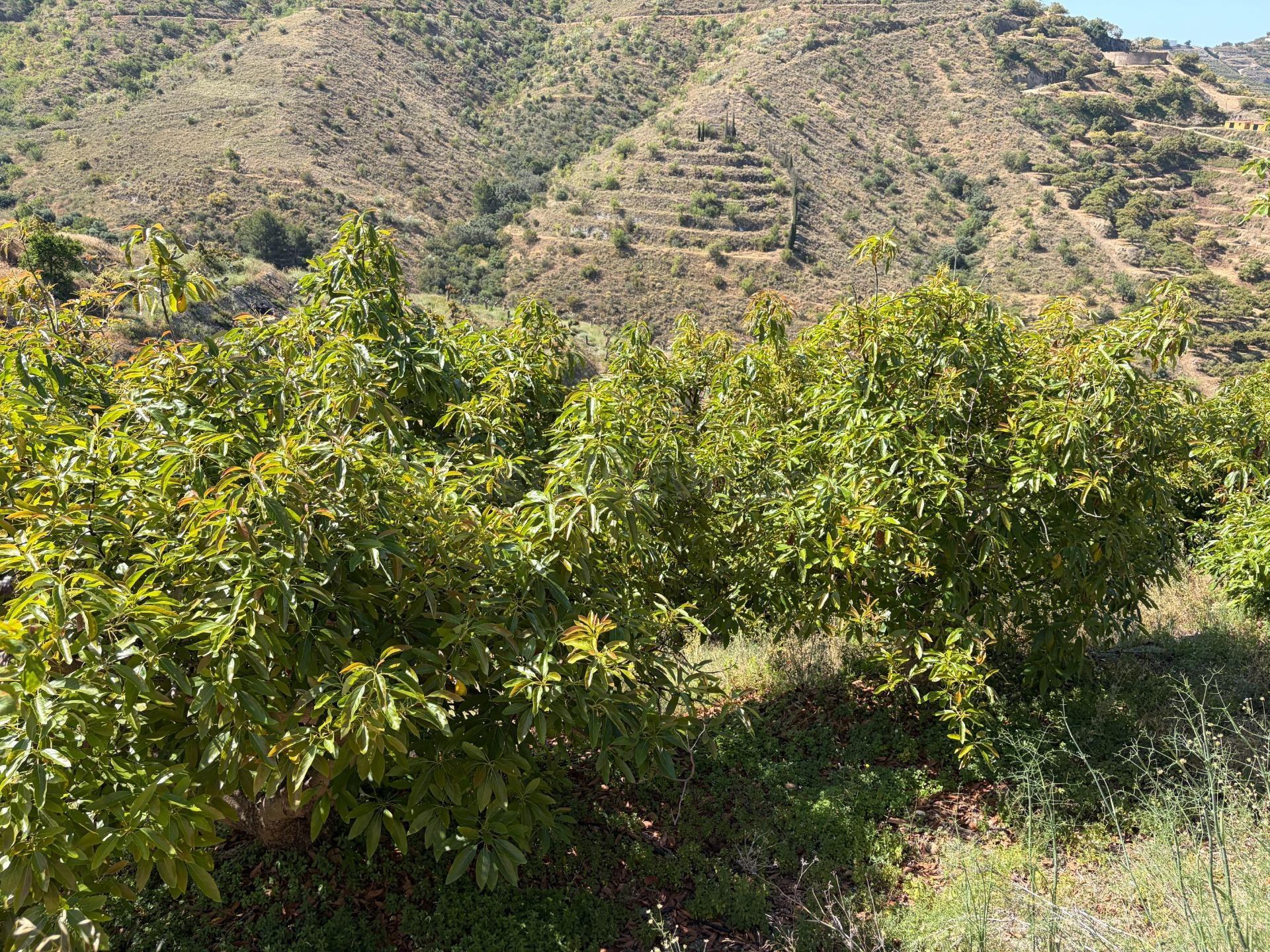 Finca de subtropicales en Pago de Panata