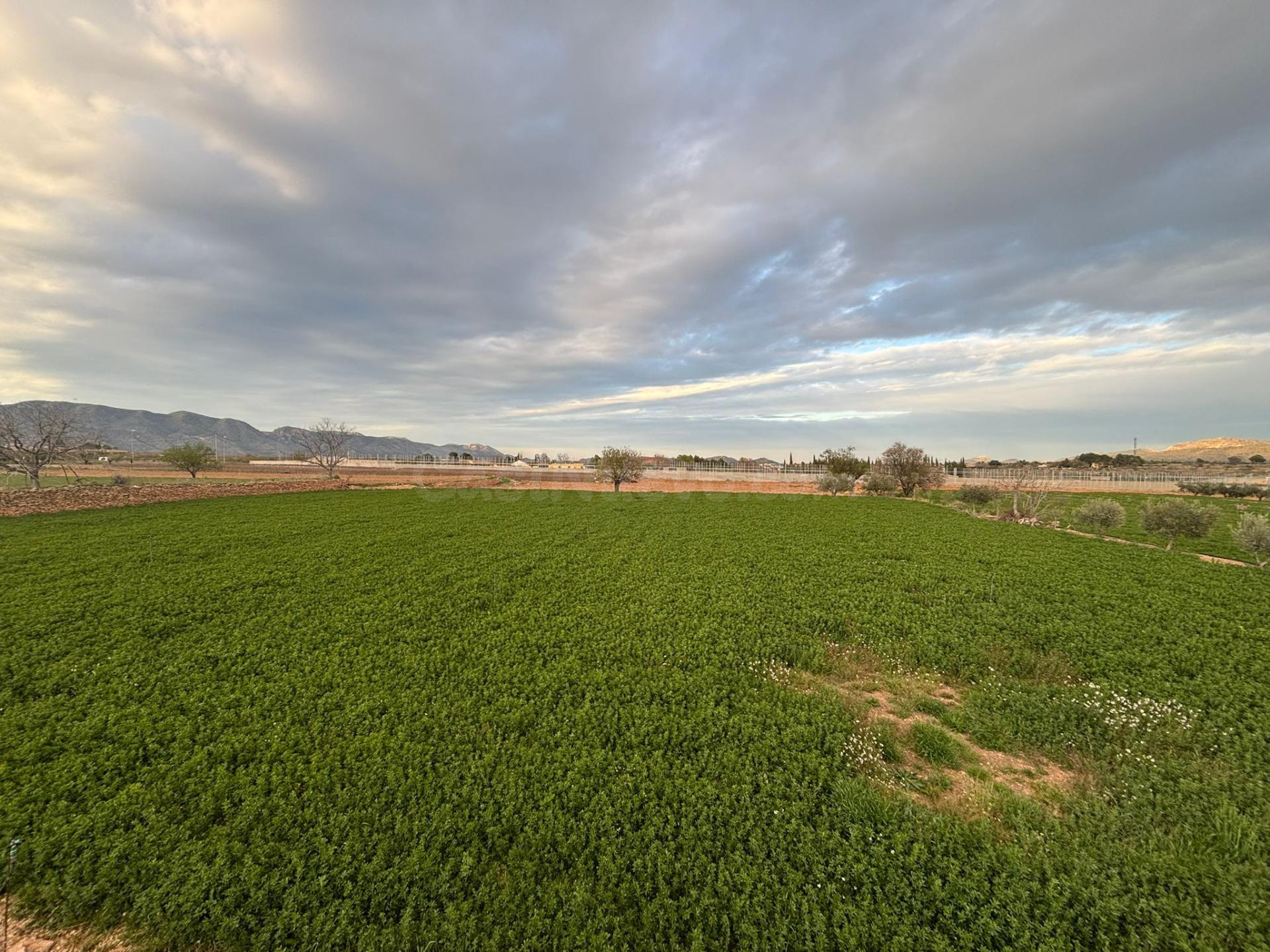 Oportunidad en Caravaca: Amplia Parcela de 1,2 Hectáreas (12.269 m2) con Excelente Acceso
