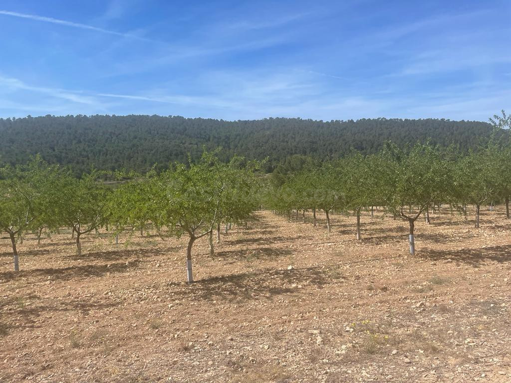 VENTA DE PARCCELA EN LA ROMANA (ALICANTE)