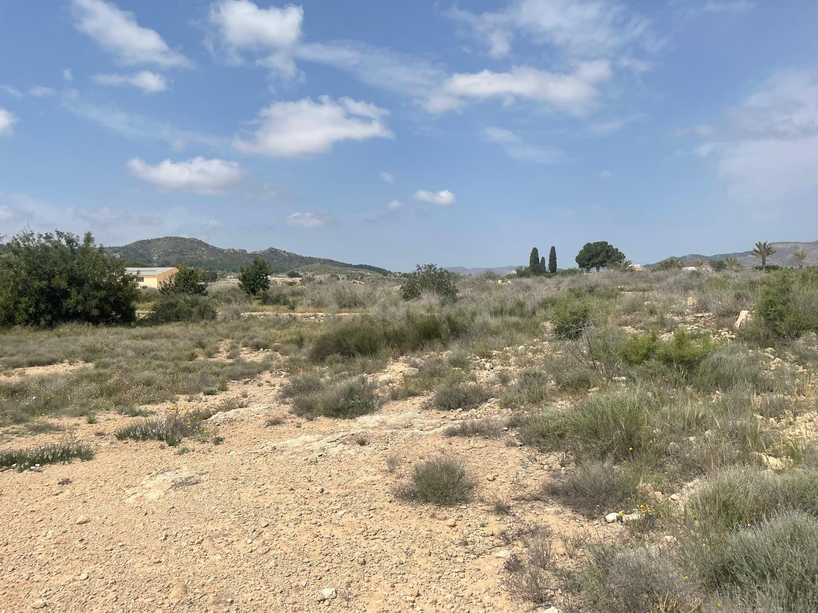 VENTA DE TERRENO EN NOVELDA (ALICANTE)
