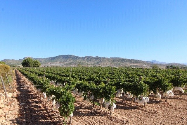 ESTUPENDA PARCELA N LA ROMANA (ALICANTE)