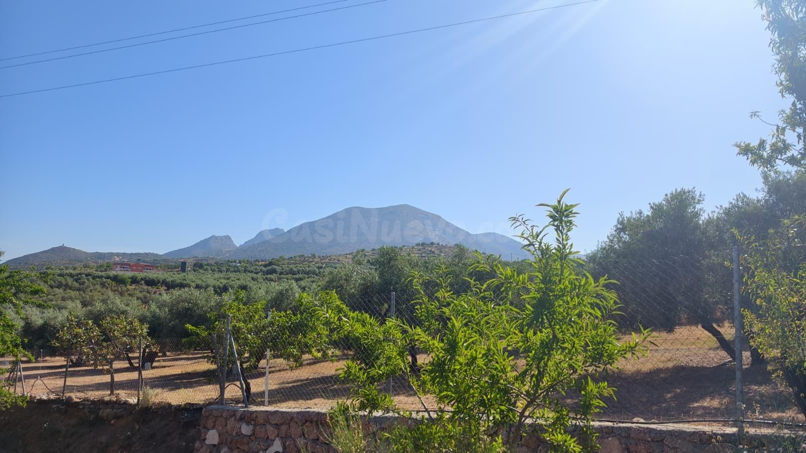 Terreno rústico de olivos en Cogollos Vega (Granada)