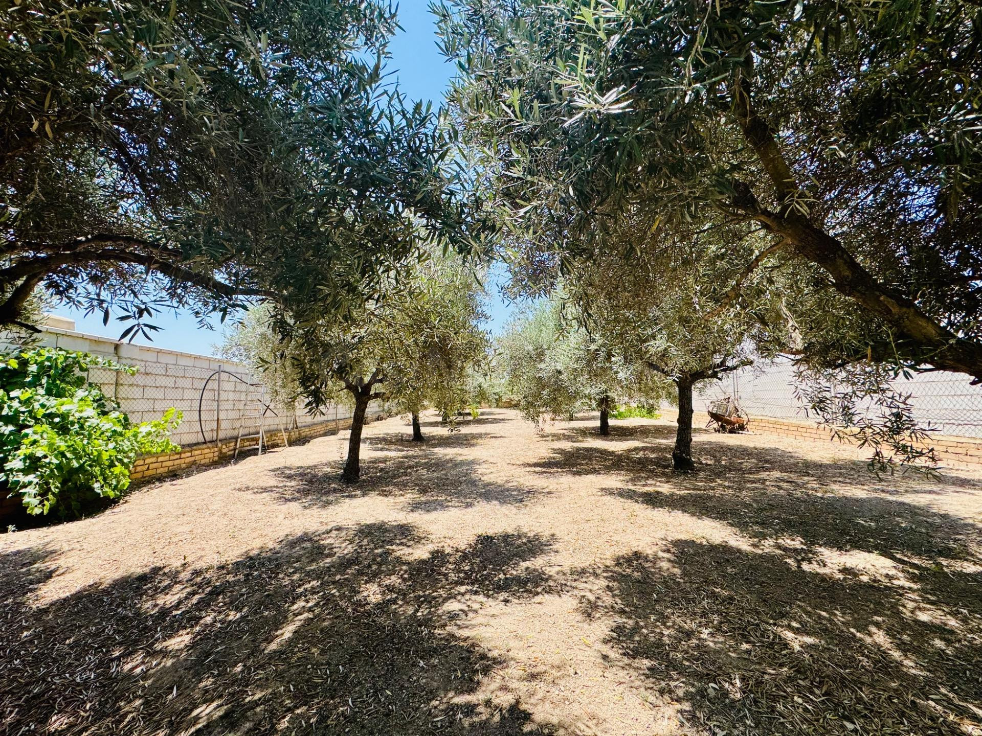 Finca con olivar y casa lista para disfrutar en Teba: naturaleza, tranquilidad y calidad de vida