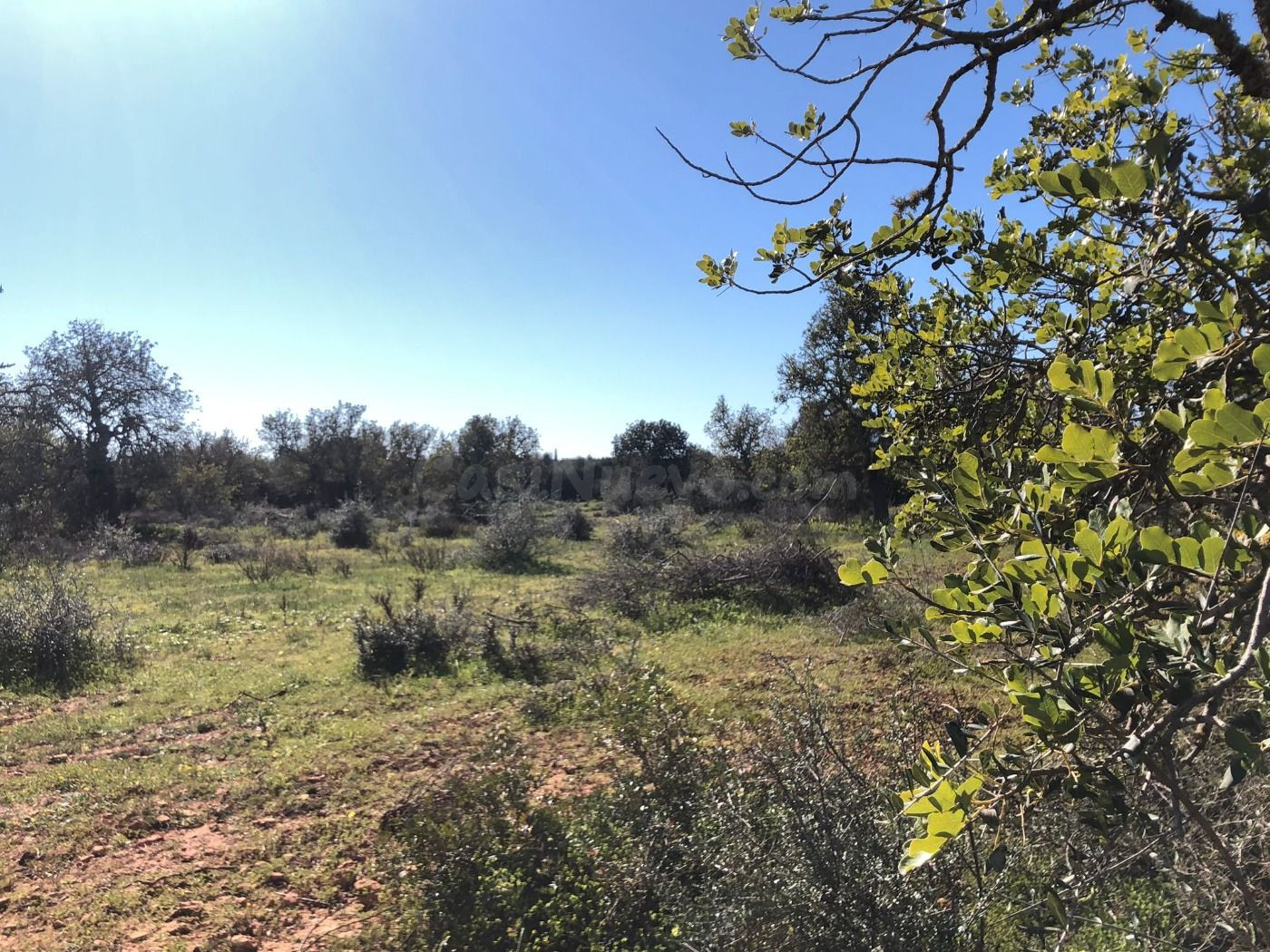 Terreno rural en venta - Porreres