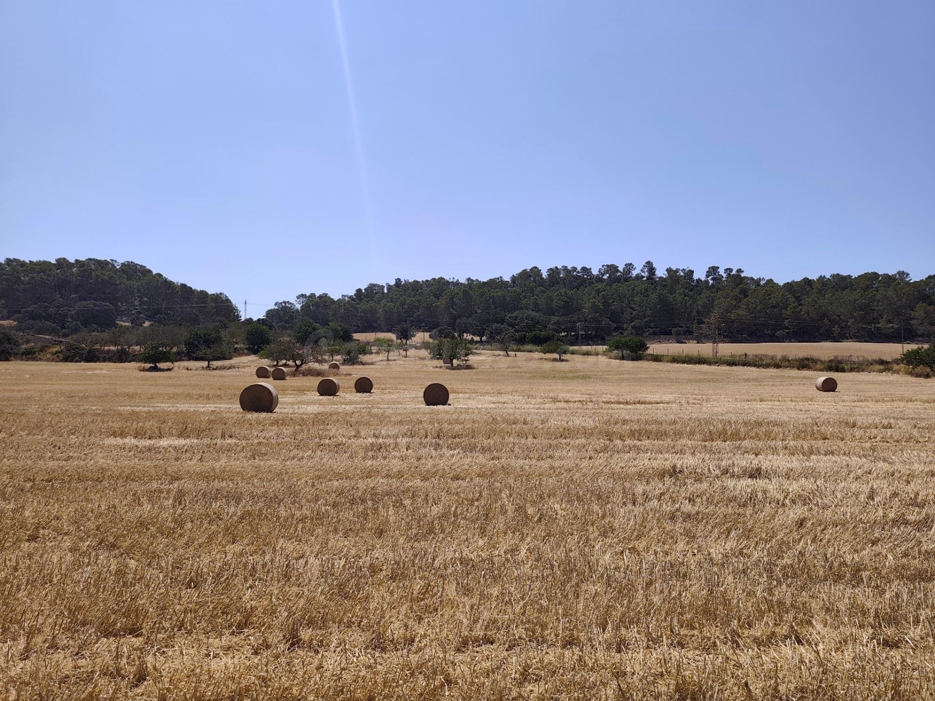 Terreno rural en venta - Porreres