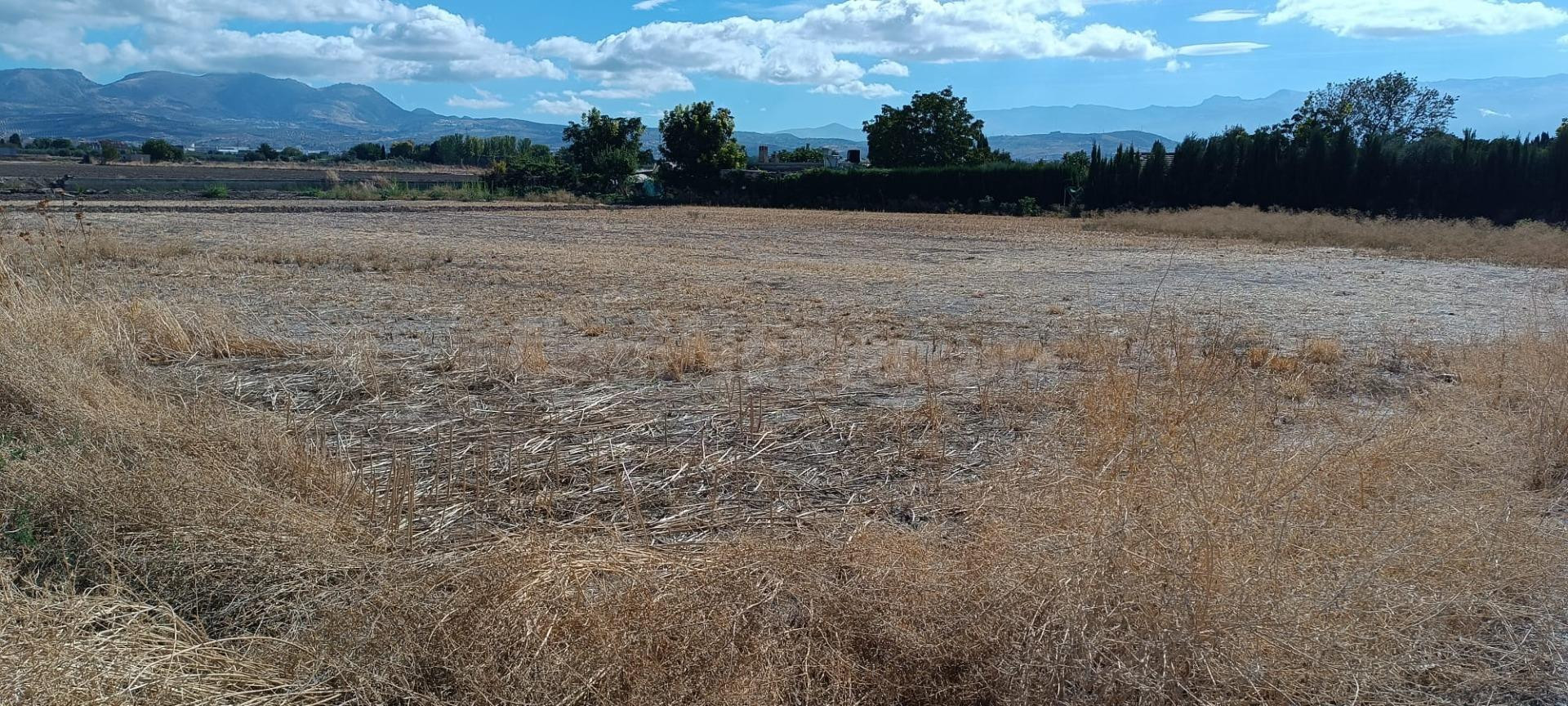 Terreno rural en venta - Albolote