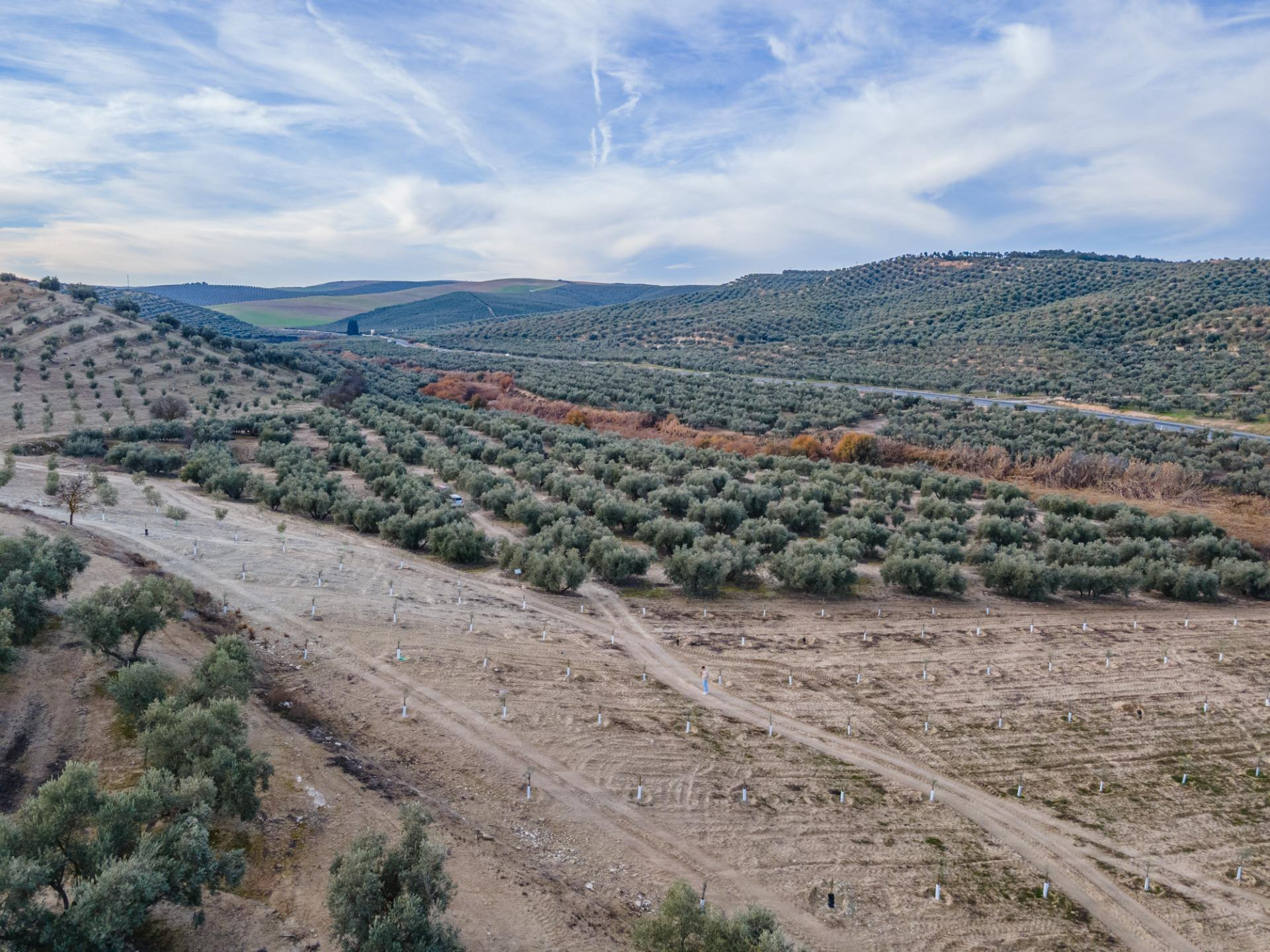 FINCA DE OLIVOS  Y ALMENDROS EN VEGAS DEL GENIL