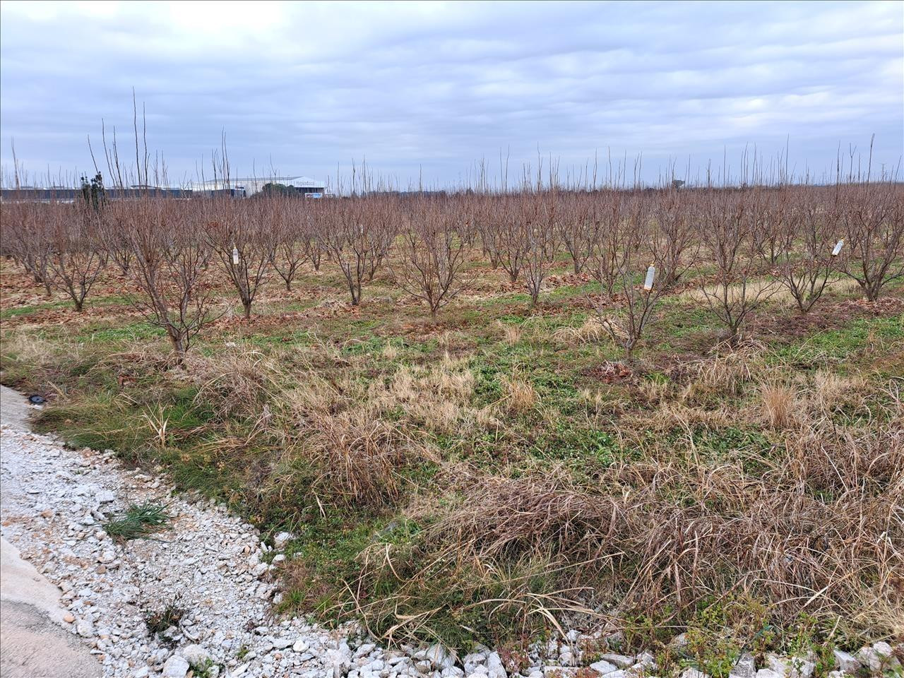 Venta de Finca Rústica en Guadassuar