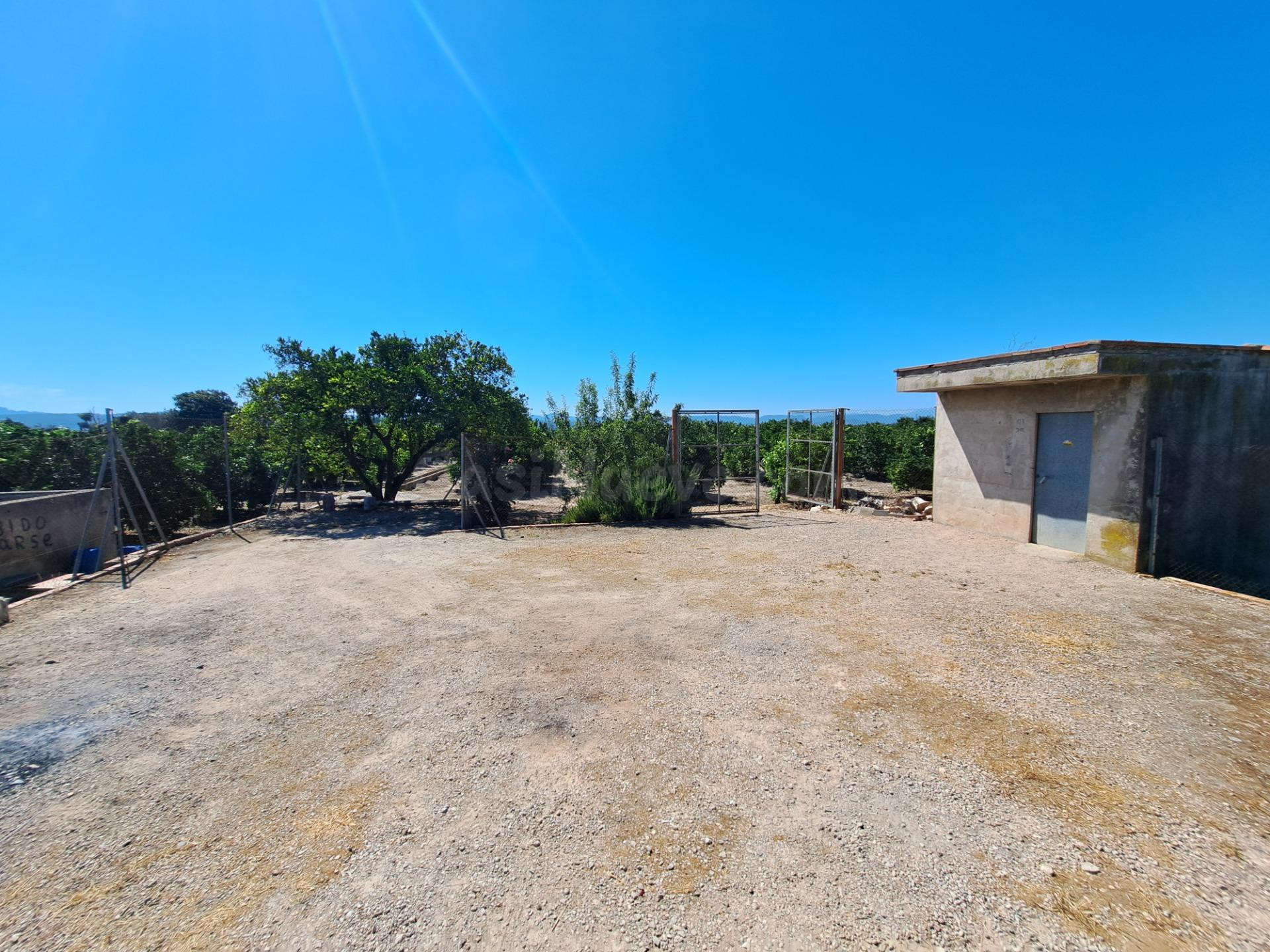 CAMPO DE NAVELINAS EN VENTA