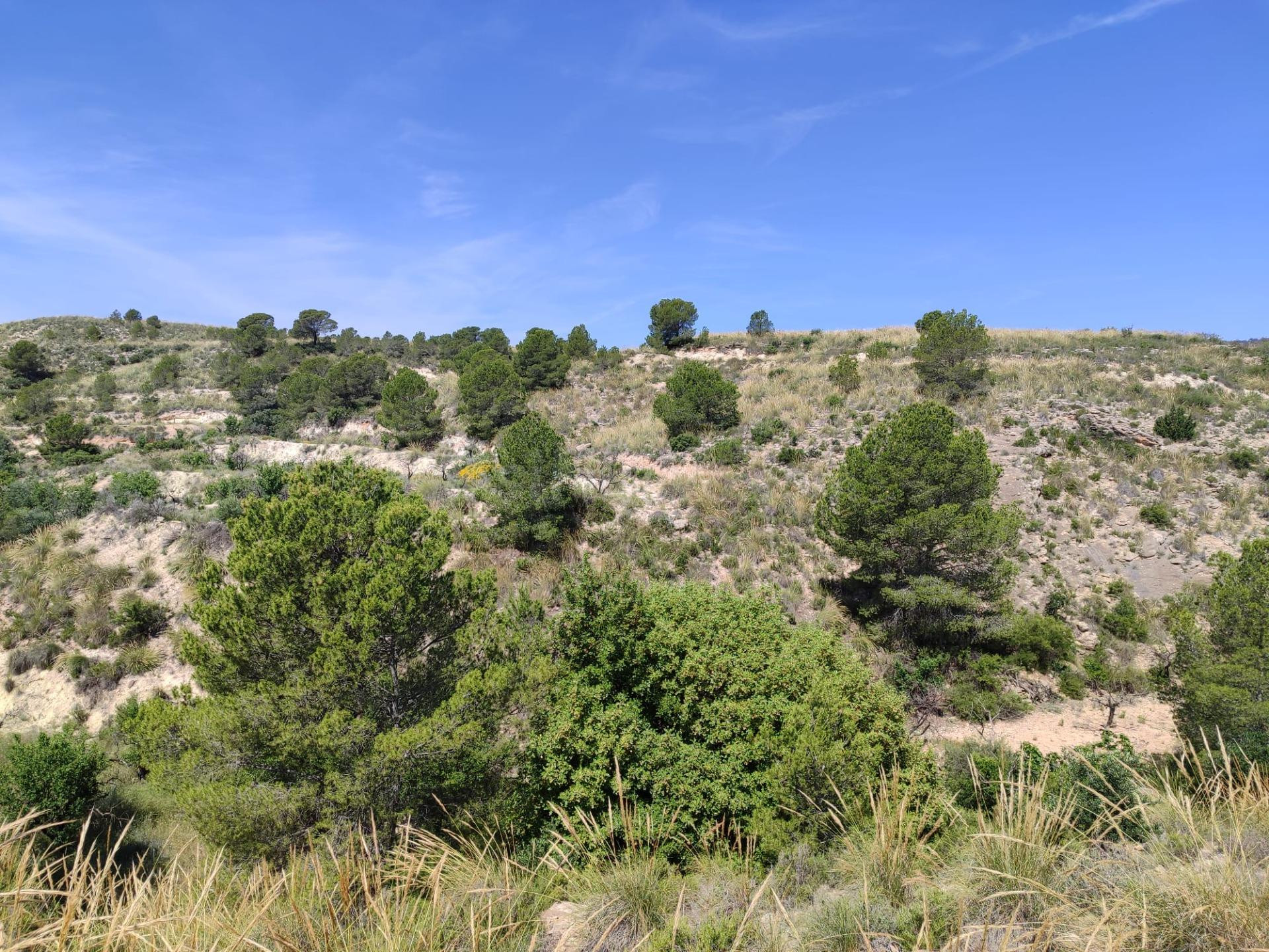 ¡Oportunidad Única! Finca de 55.000 m2 en Yéchar con Vistas Panorámicas